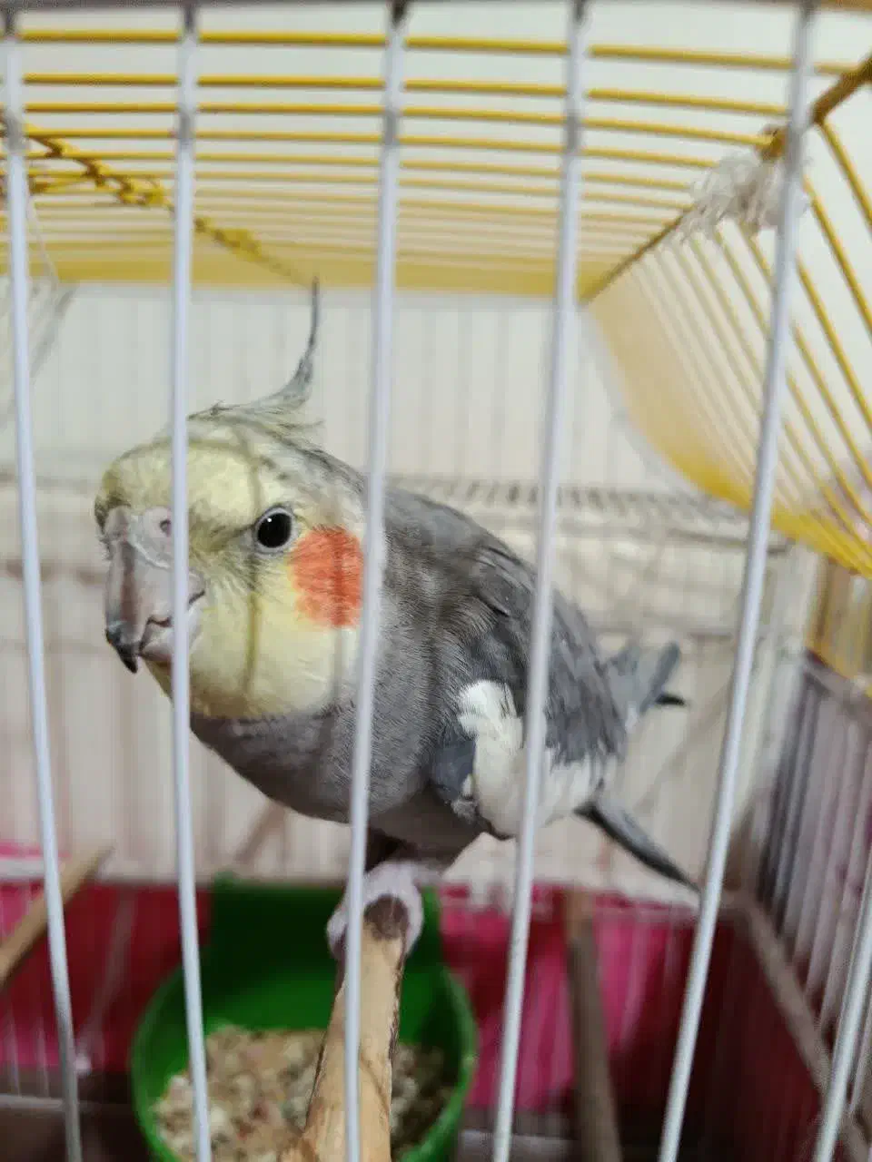 عروس هلندی گمشده در فردوان|حیوانات|اصفهان, فردوان|دیوار