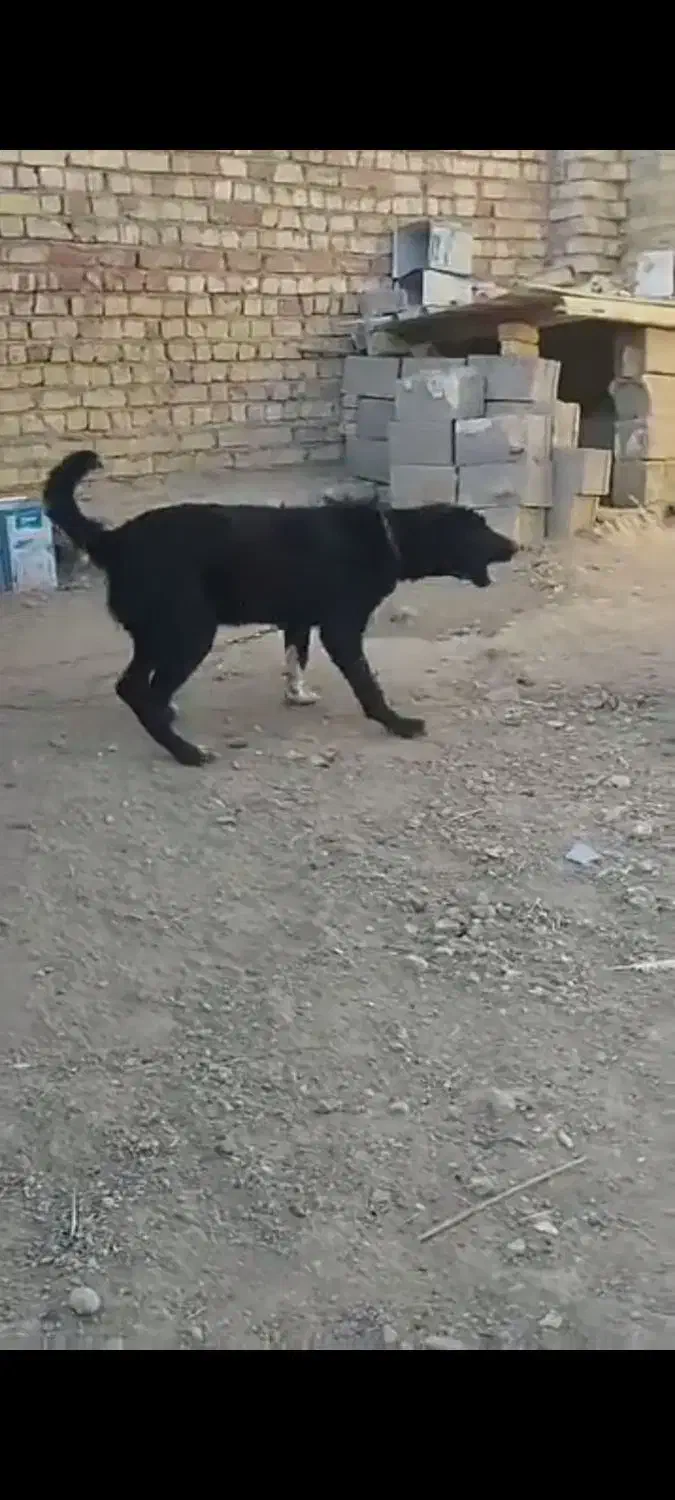 توله واگذاری|سگ|خرقان, |دیوار