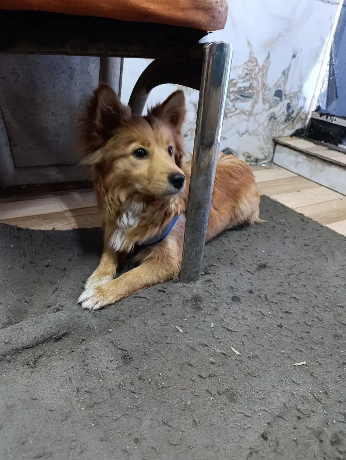 سگ پاکوتاه|سگ|قم, علی آباد سعدگان|دیوار