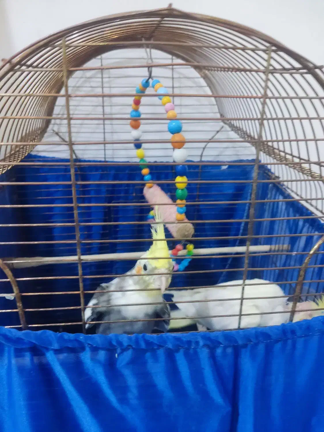 عروس هلندی دست مو|پرنده|اشنویه, |دیوار