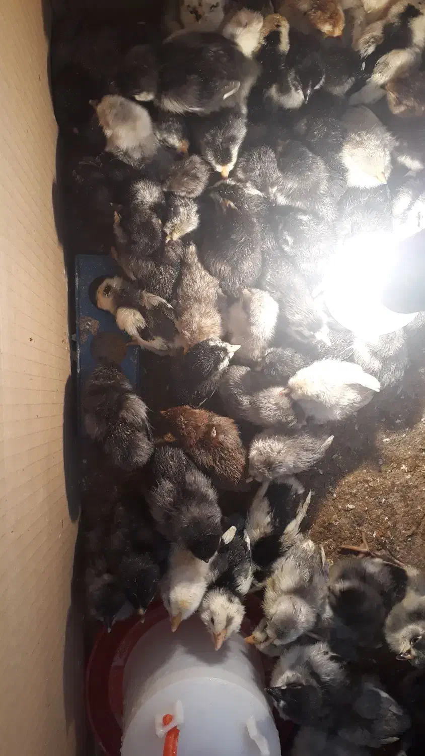 جوجه گلین|حیوانات مزرعه|بروجن, |دیوار