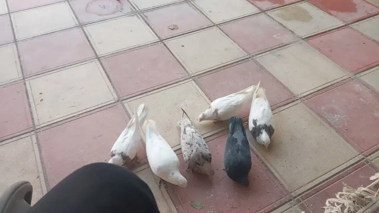 کبوتر|پرنده|قروه, |دیوار