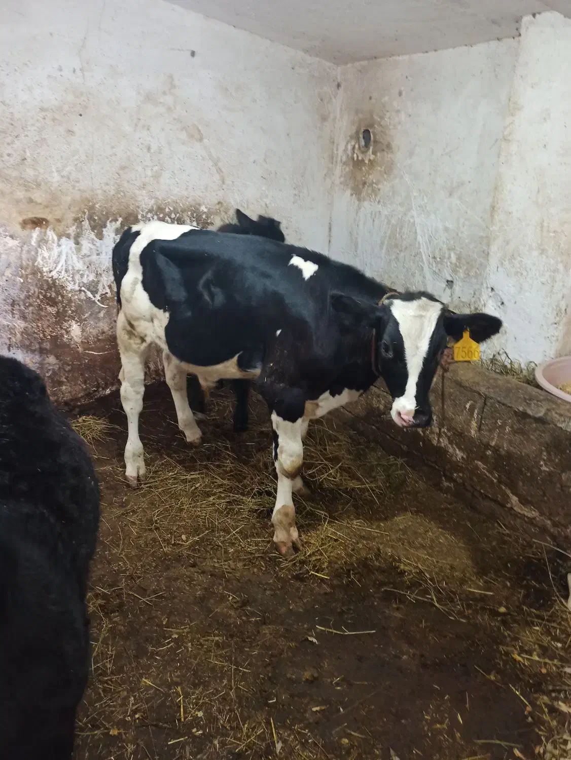 گوساله هلشتاین اصیل|حیوانات مزرعه|توتکابن, |دیوار