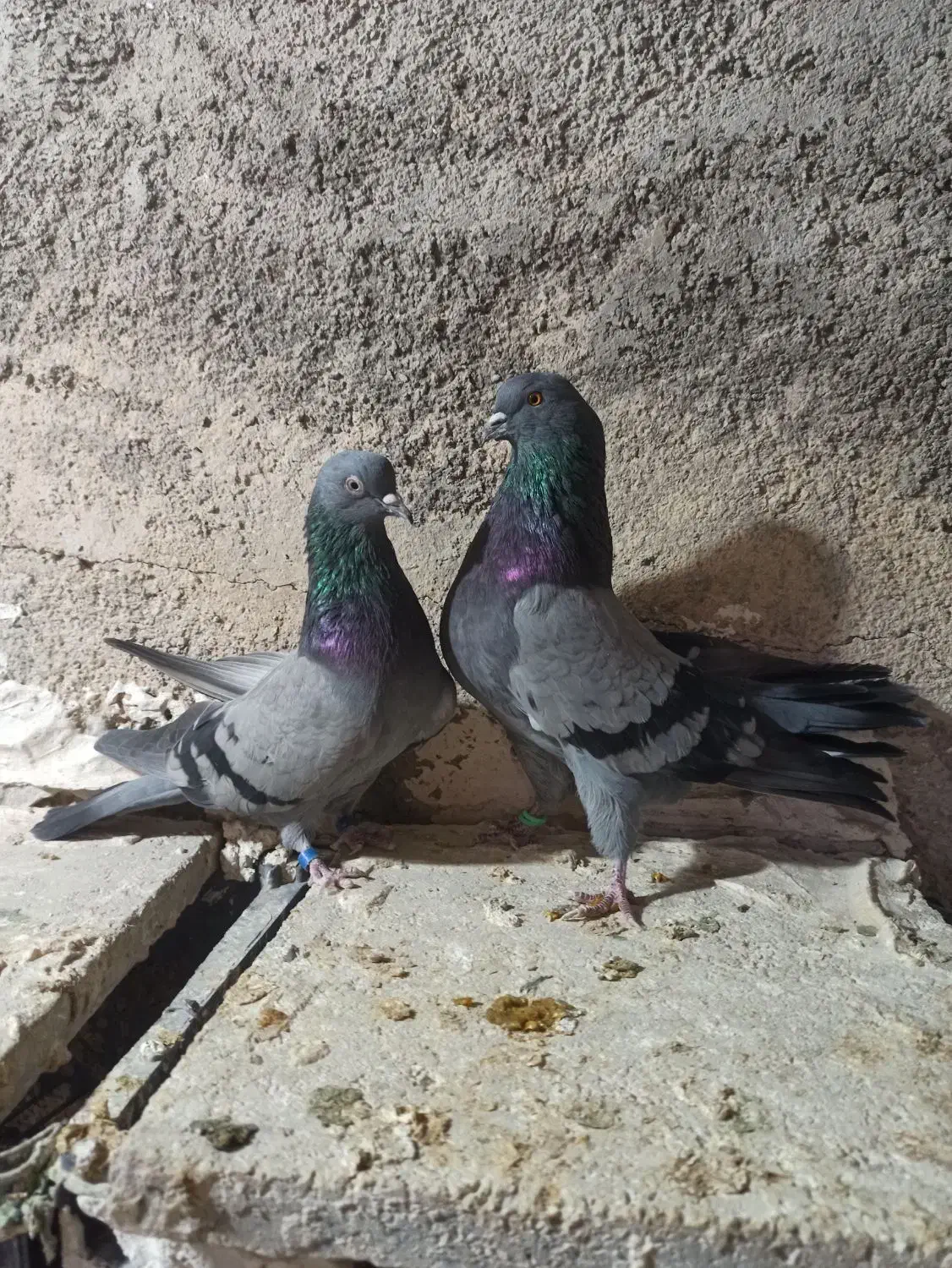 کبوترتی ماهی|پرنده|چرداول, |دیوار