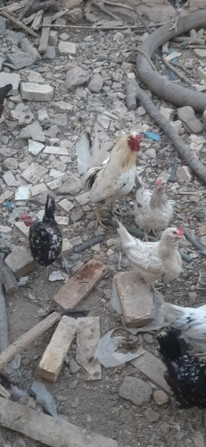 فروش مرغ گلین وخروس وبوقلمون واردک اسرائیلی|حیوانات مزرعه|پیر بکران, |دیوار