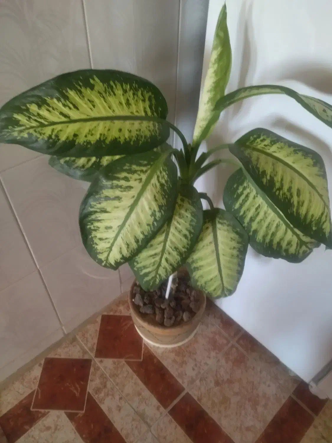 فروش کل|گل و گیاه طبیعی|شهرکرد, |دیوار