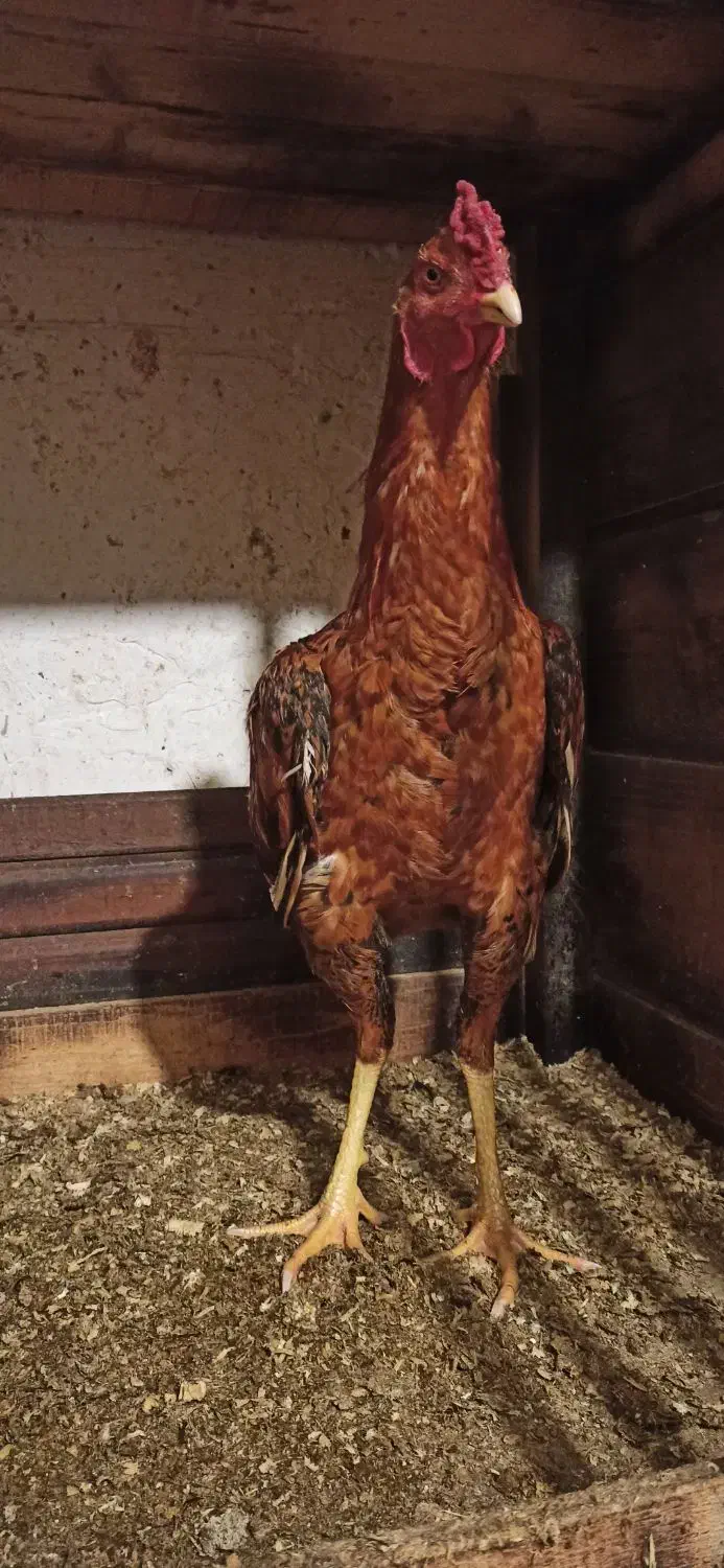 خروس لاری|حیوانات مزرعه|رشت, دیانتی|دیوار