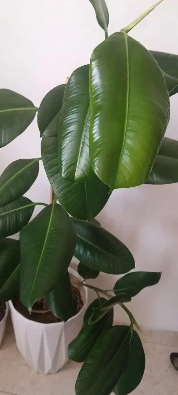 گل فیکوس|گل و گیاه طبیعی|ارومیه, |دیوار