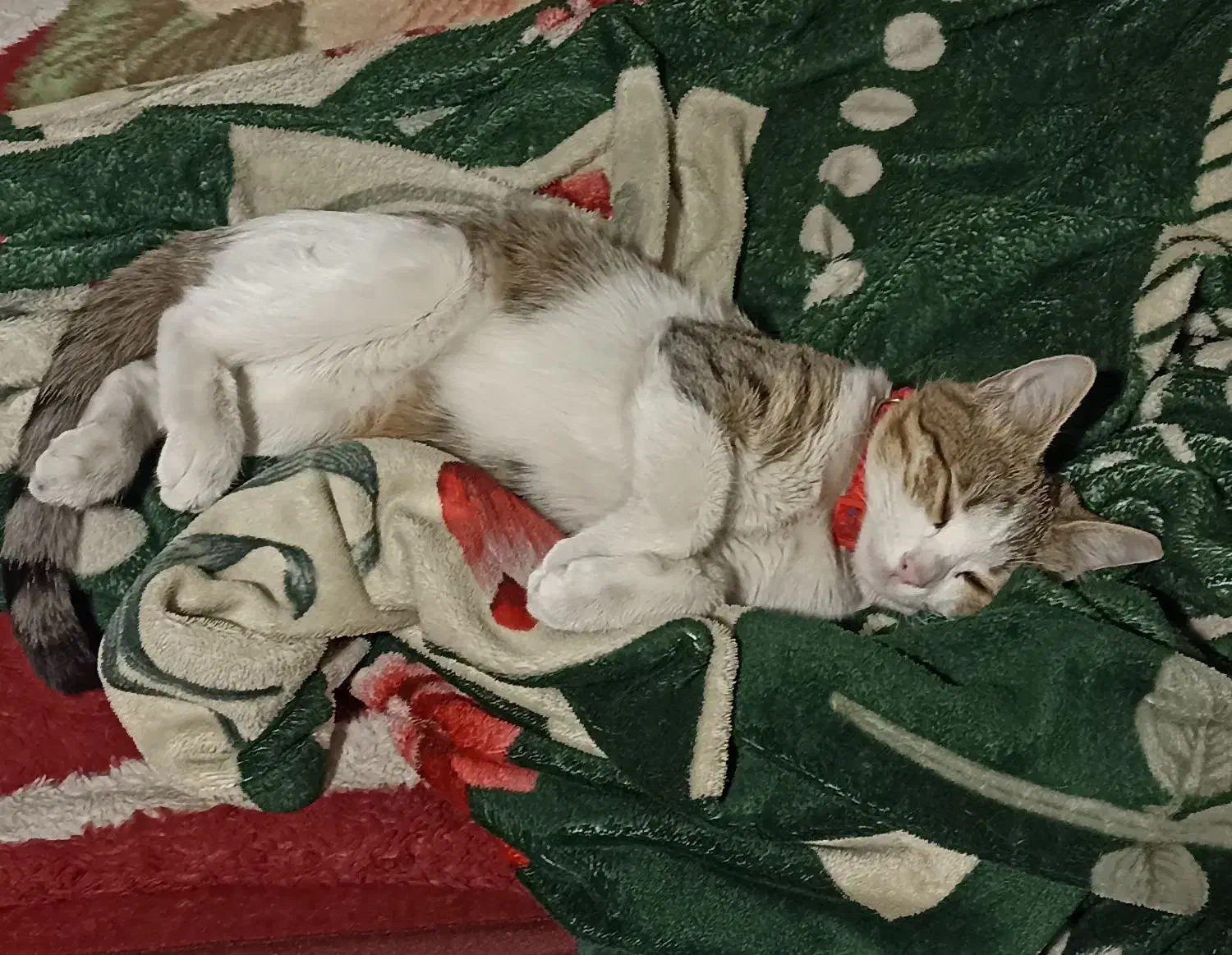 واگذاری گربه|گربه|تبریز, |دیوار