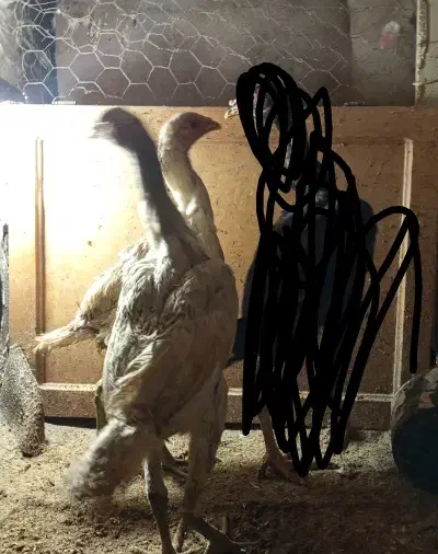 دوتا جوجه مرغ لاری قلم سبز|حیوانات مزرعه|قدس, شهرقدس|دیوار