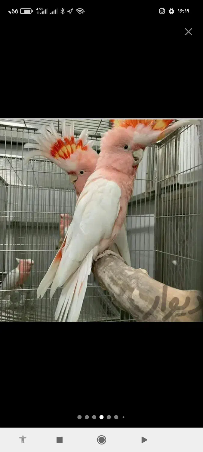 کاسکو کاکادو آرا شاه طوطی ملنگو راهب|پرنده|تهران, سید خندان (جلفا)|دیوار