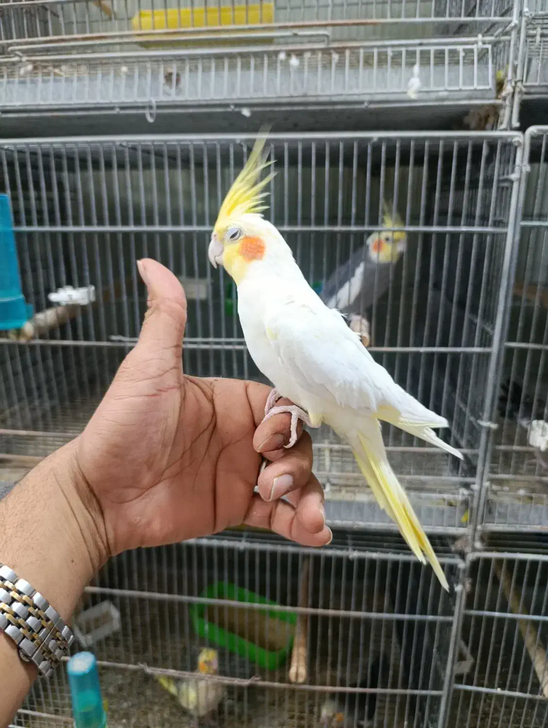 عروس هلندی سرلاکی و دنخور رام|پرنده|فین, |دیوار