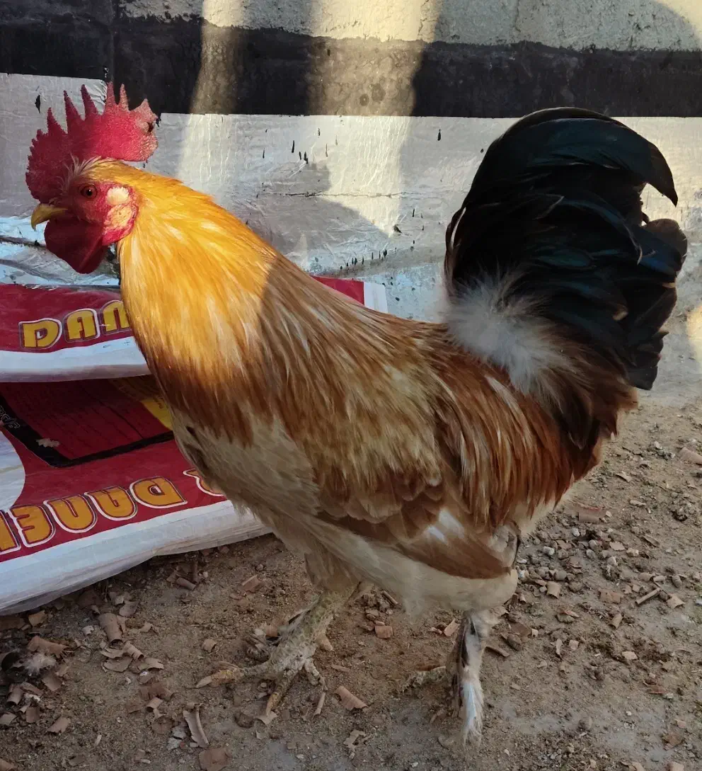 .خروس .جوان.|حیوانات مزرعه|شیراز, کوشک میدان|دیوار