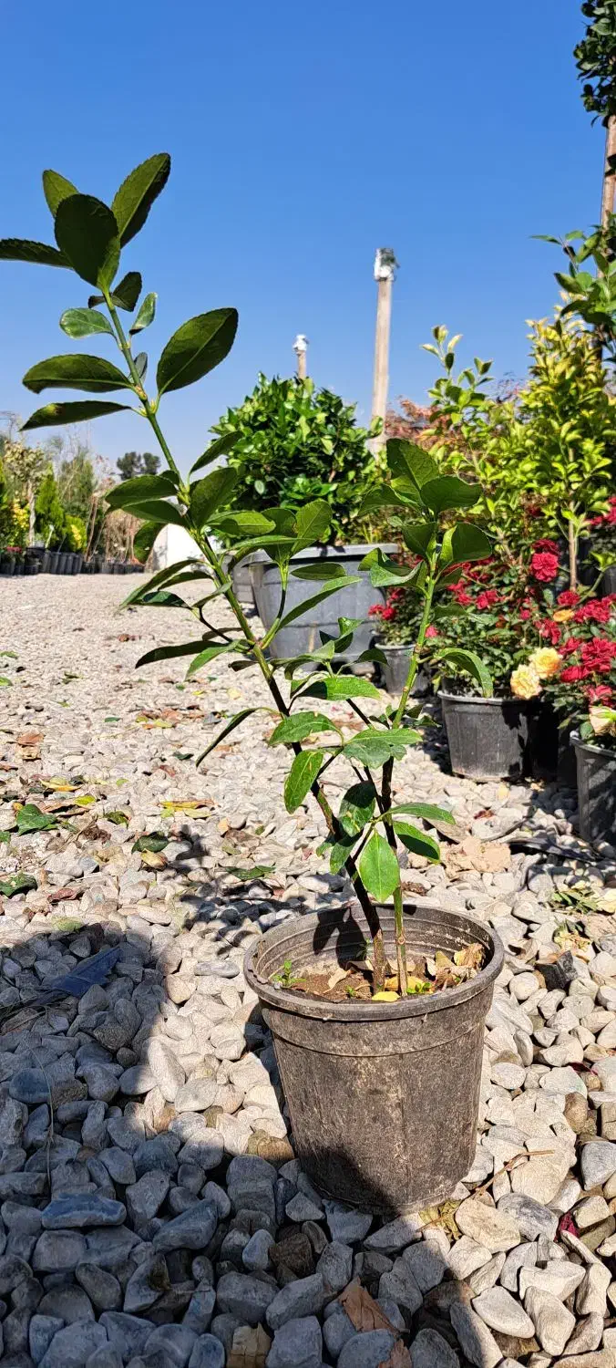 شمشاد طلایی سطل ۳|گل و گیاه طبیعی|شهریار, شهریار|دیوار