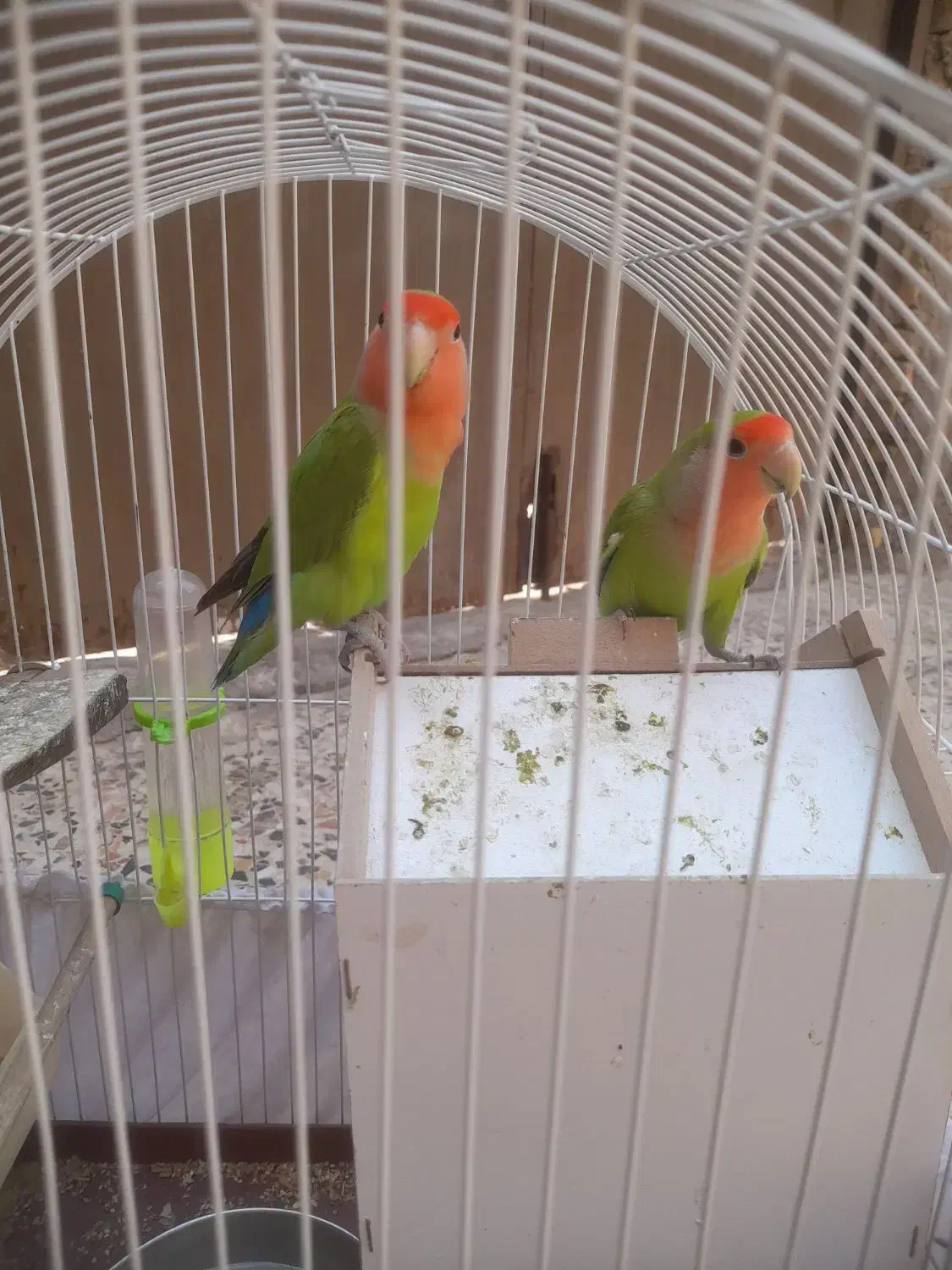 طوطی برزیلی|پرنده|اهواز, زرگان|دیوار