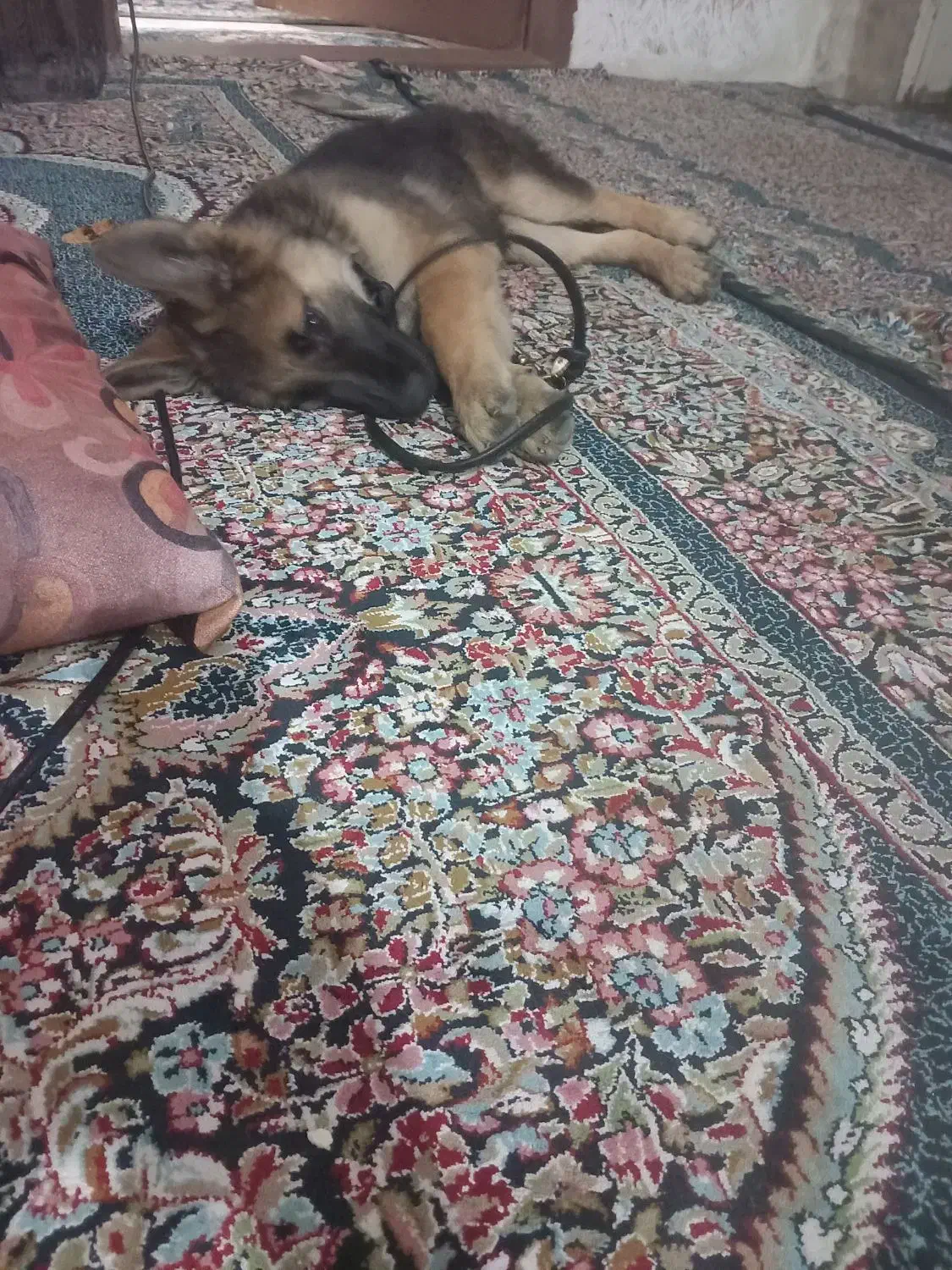 سگ ژرمن گمشد خ سرباز کوچه ۴۲ توله بود|سگ|کرمان, |دیوار