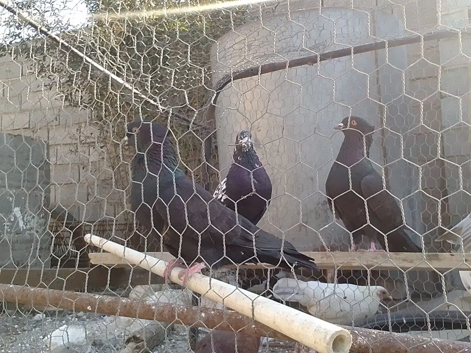 کبوتر .کفتر کاکلی|پرنده|گرگان, |دیوار