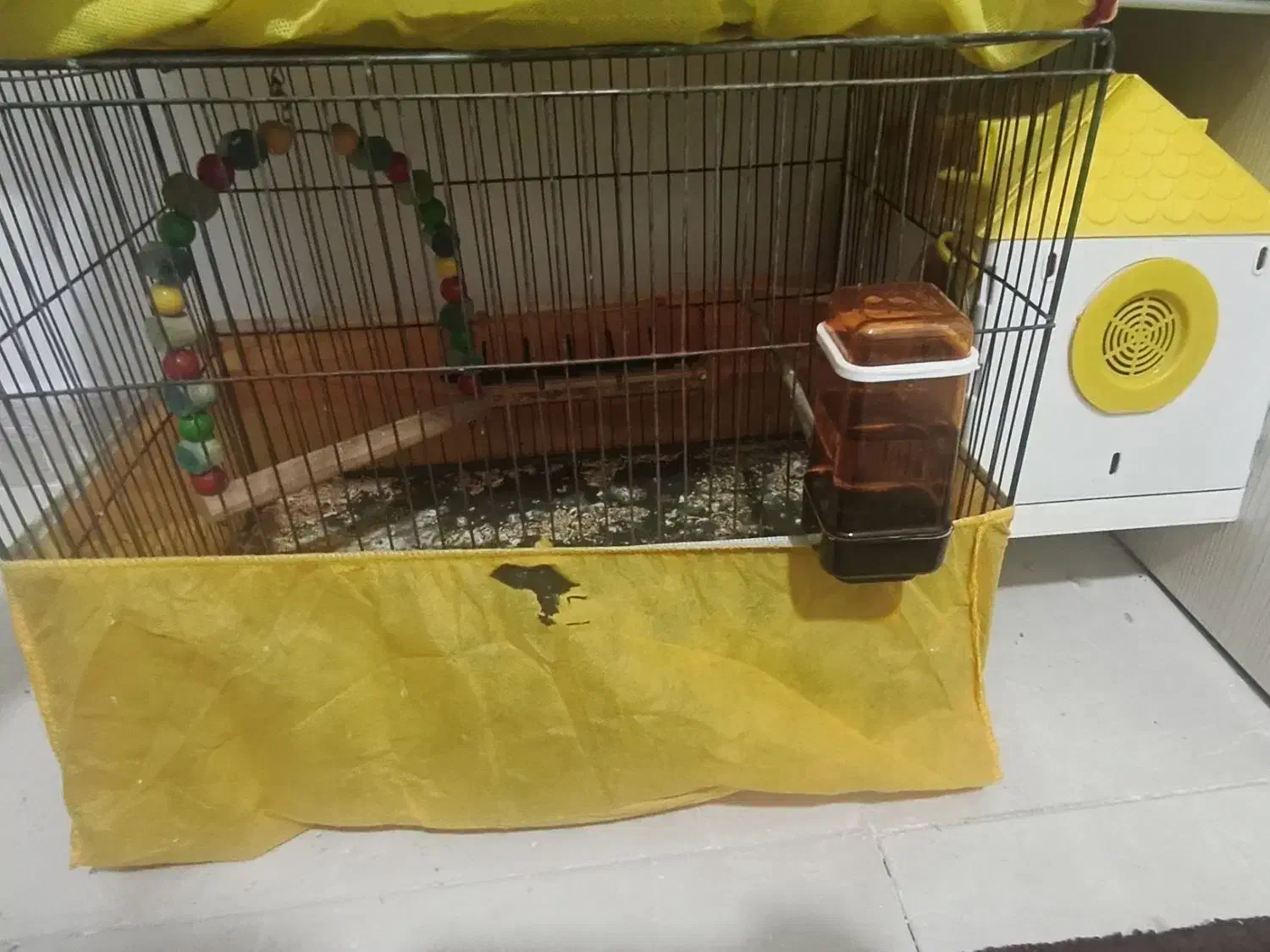 طوطی برزیلی مولد و یک ماده تک|پرنده|فردیس, فرامرزیه|دیوار