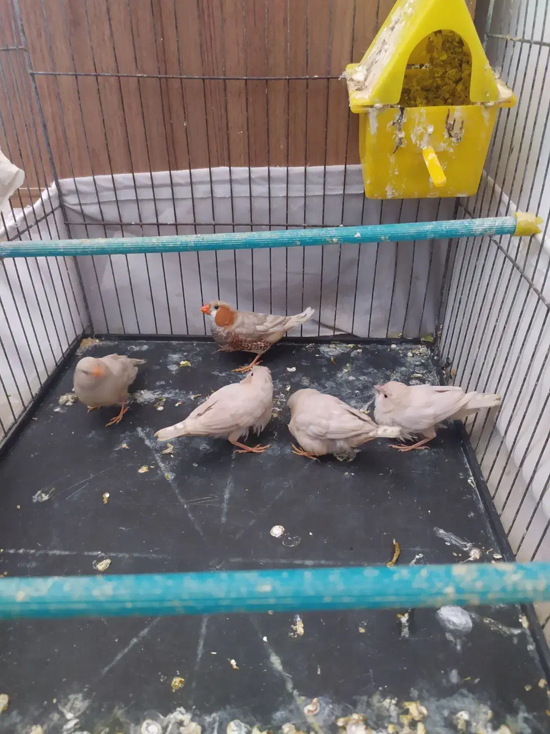 جفت فنچ اورنج با ستا جوجه|پرنده|اندیمشک, |دیوار