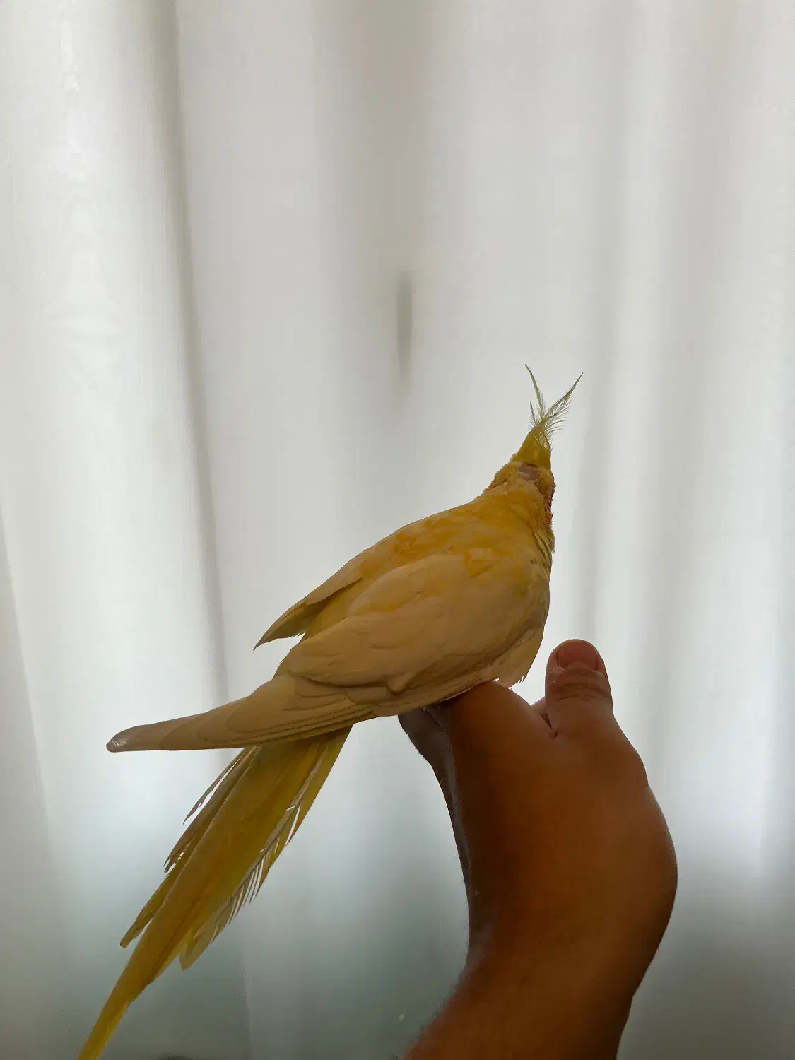 طوطی عروس هلندی مولد|پرنده|لنگرود, |دیوار