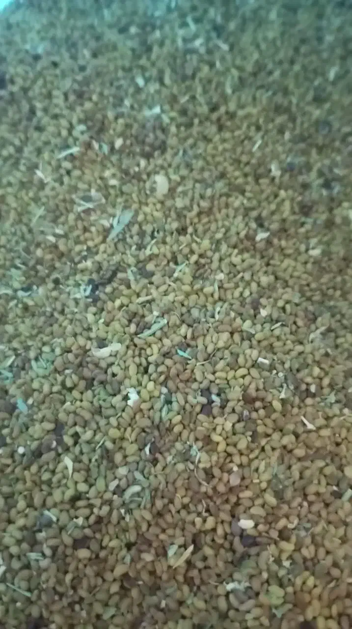 بذر علف|گل و گیاه طبیعی|ایرانشهر, |دیوار