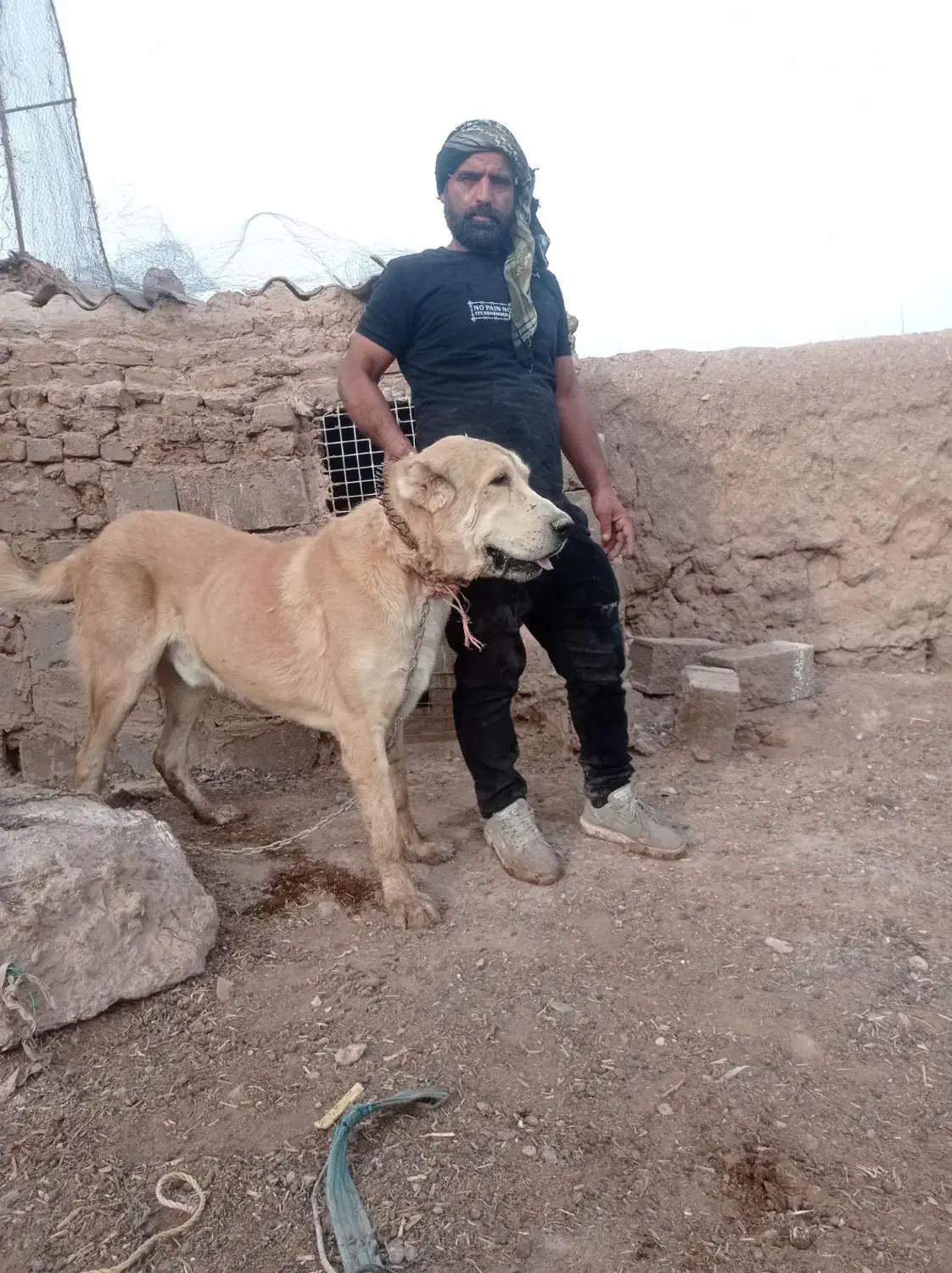 واگذاری سگ درشت|سگ|چهاردانگه (تهران), |دیوار