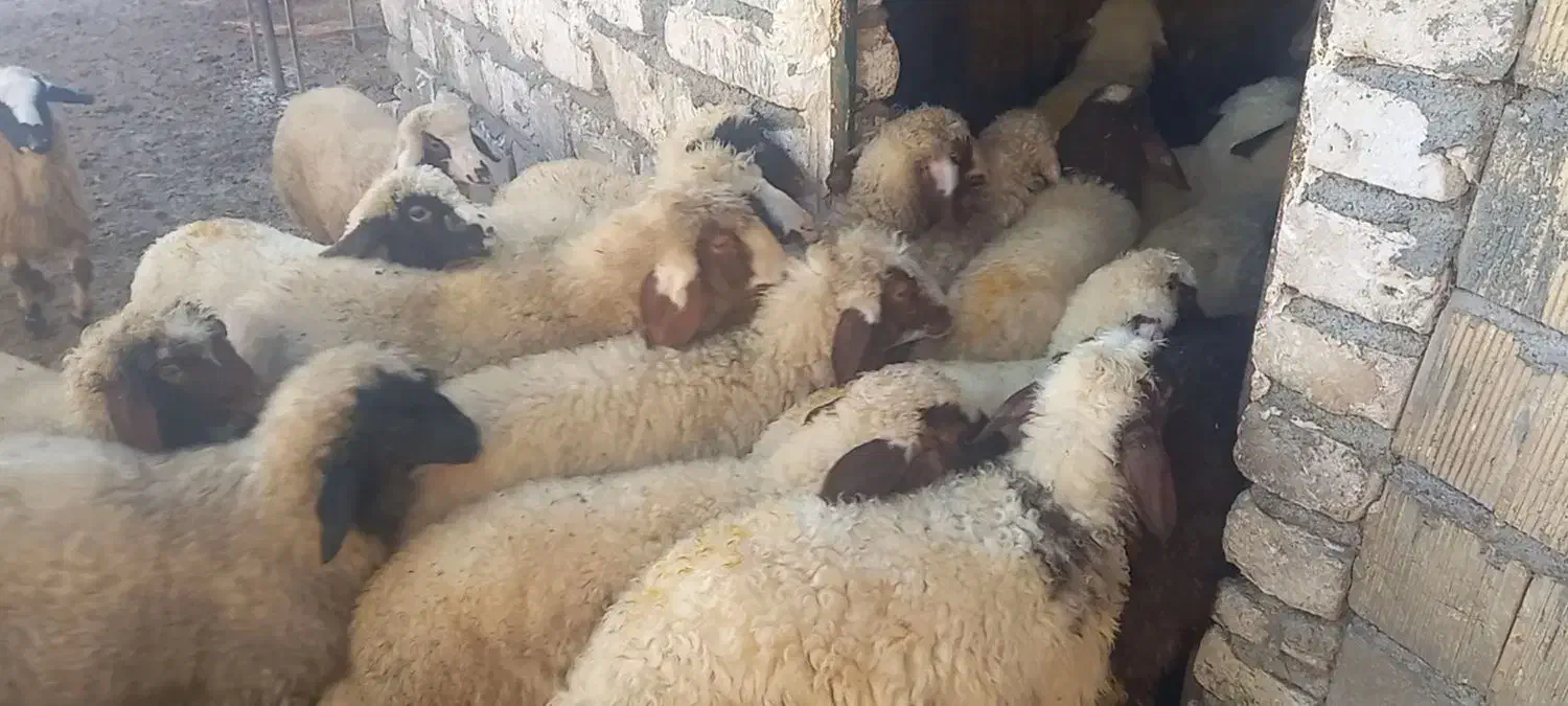 بره پاییزه شیری|حیوانات مزرعه|کرمانشاه, |دیوار