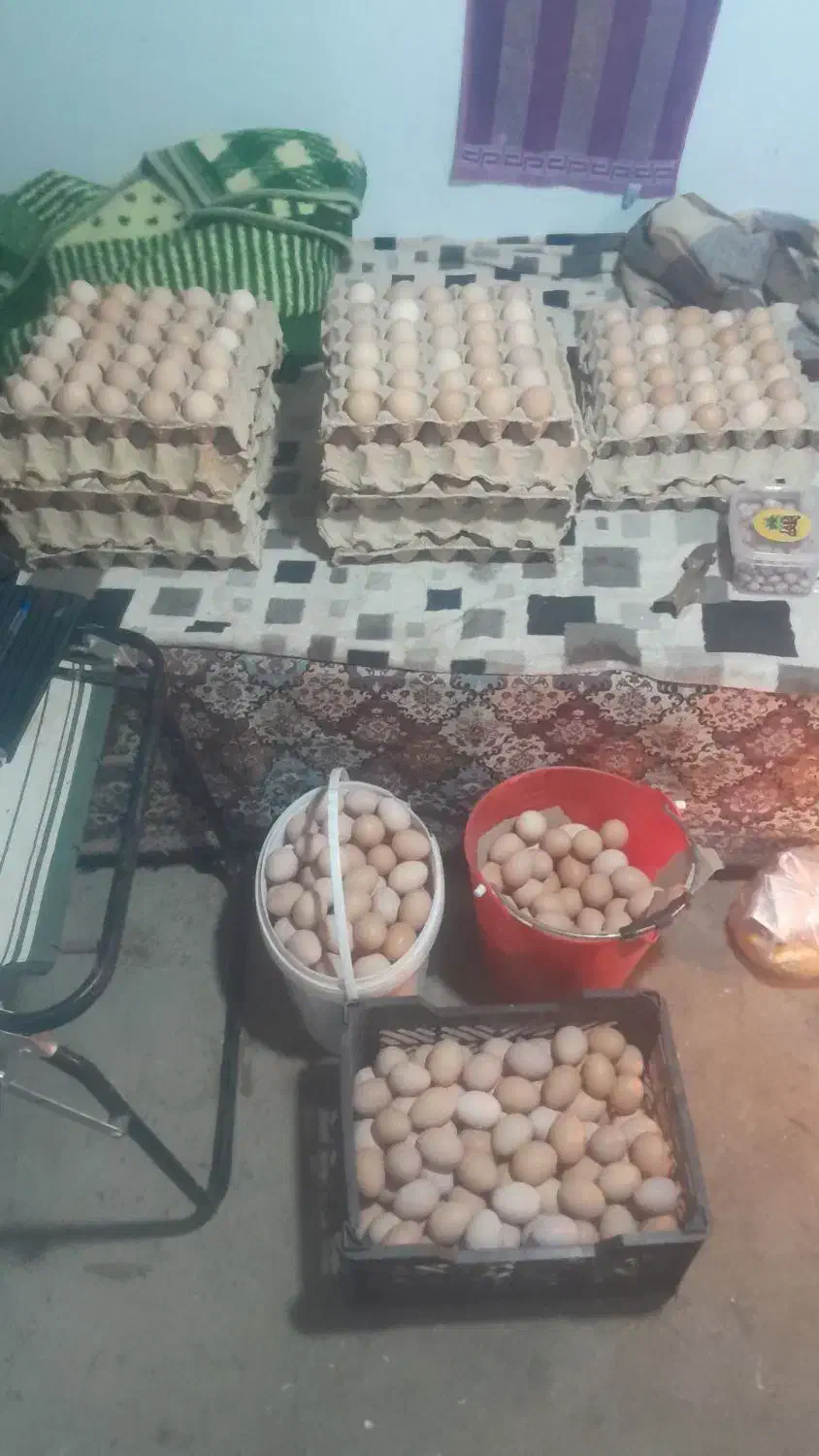 تخم مرغ محلی|خوردنی و آشامیدنی|بهشهر, |دیوار