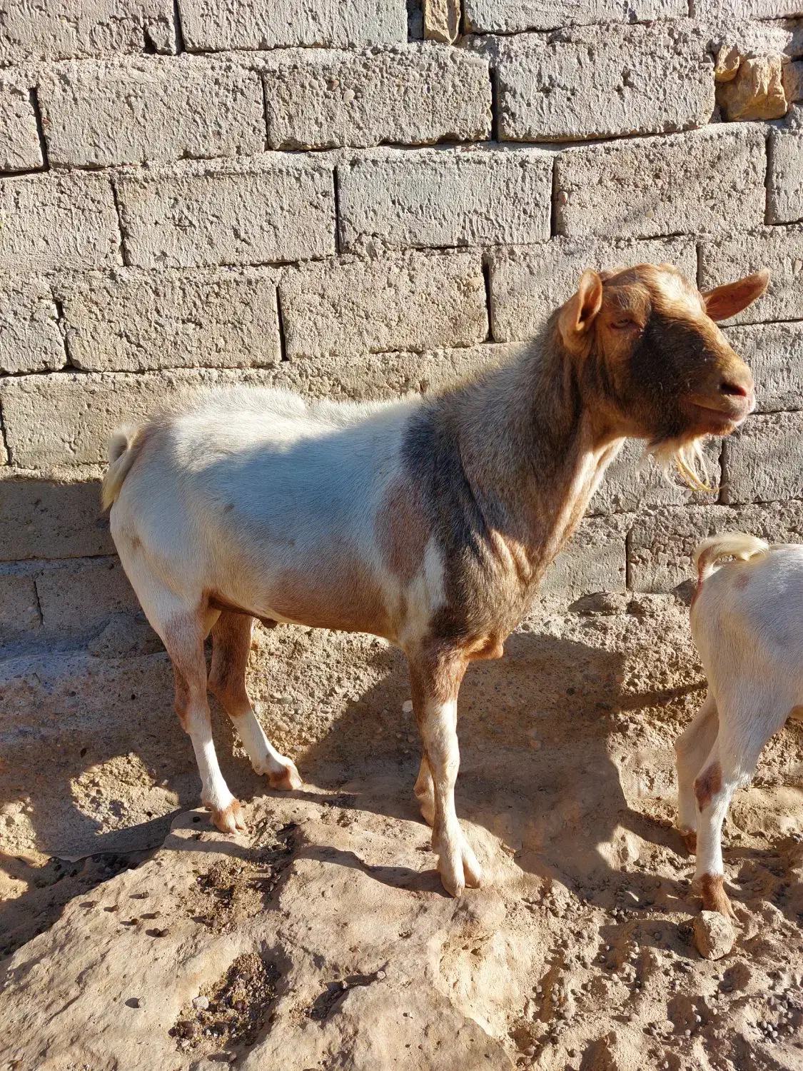 بزفروشی|حیوانات مزرعه|زهک, |دیوار