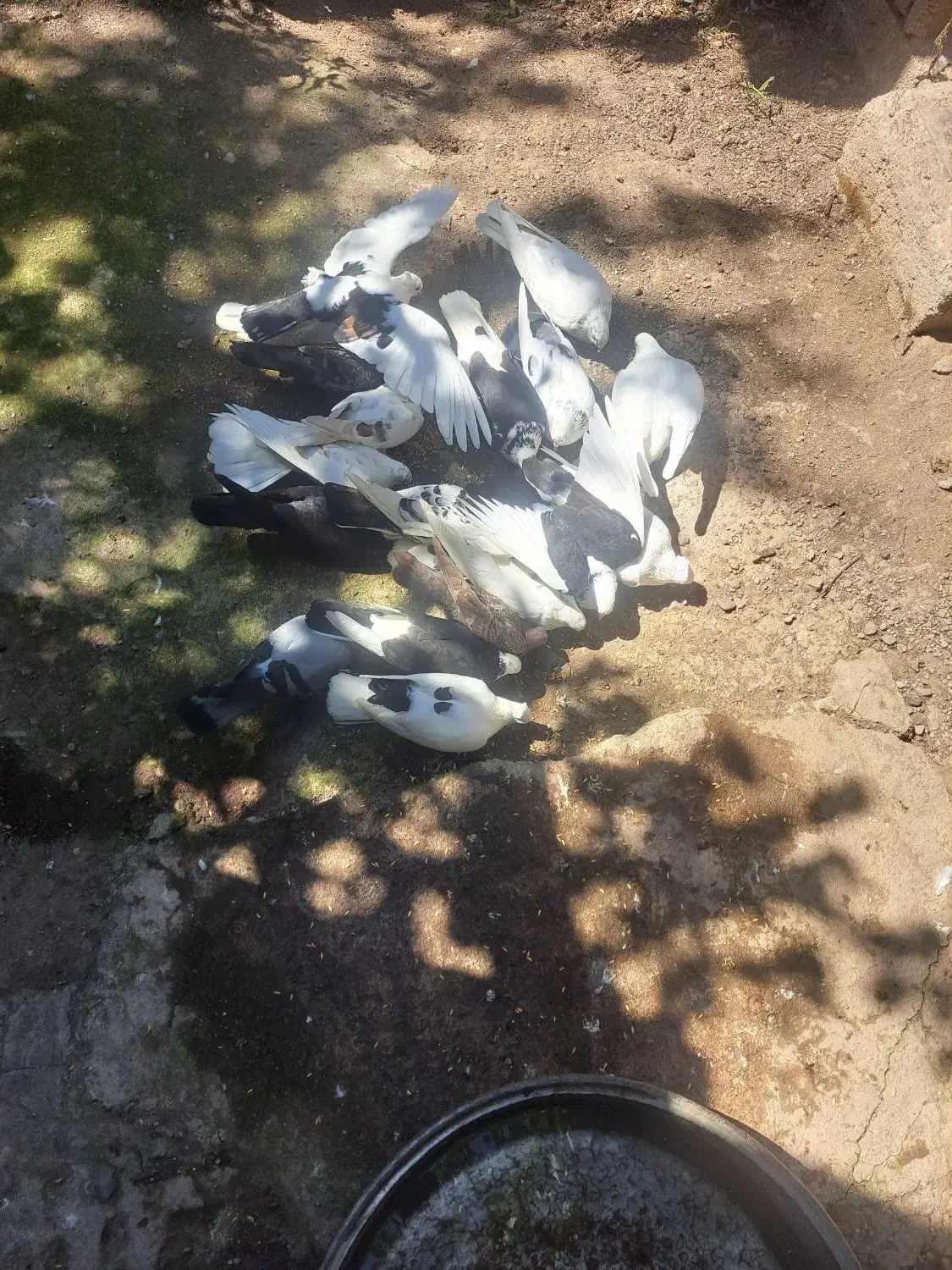 کبوتر|پرنده|رودبار, |دیوار