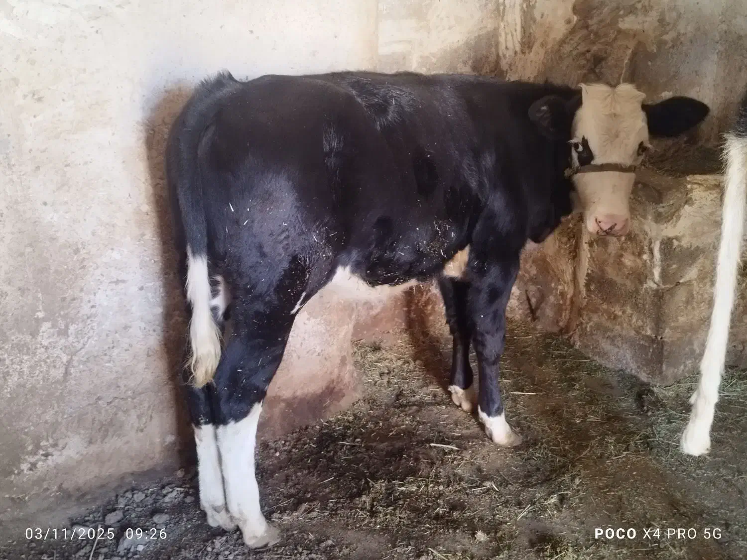 گوساله|حیوانات مزرعه|سارال, |دیوار