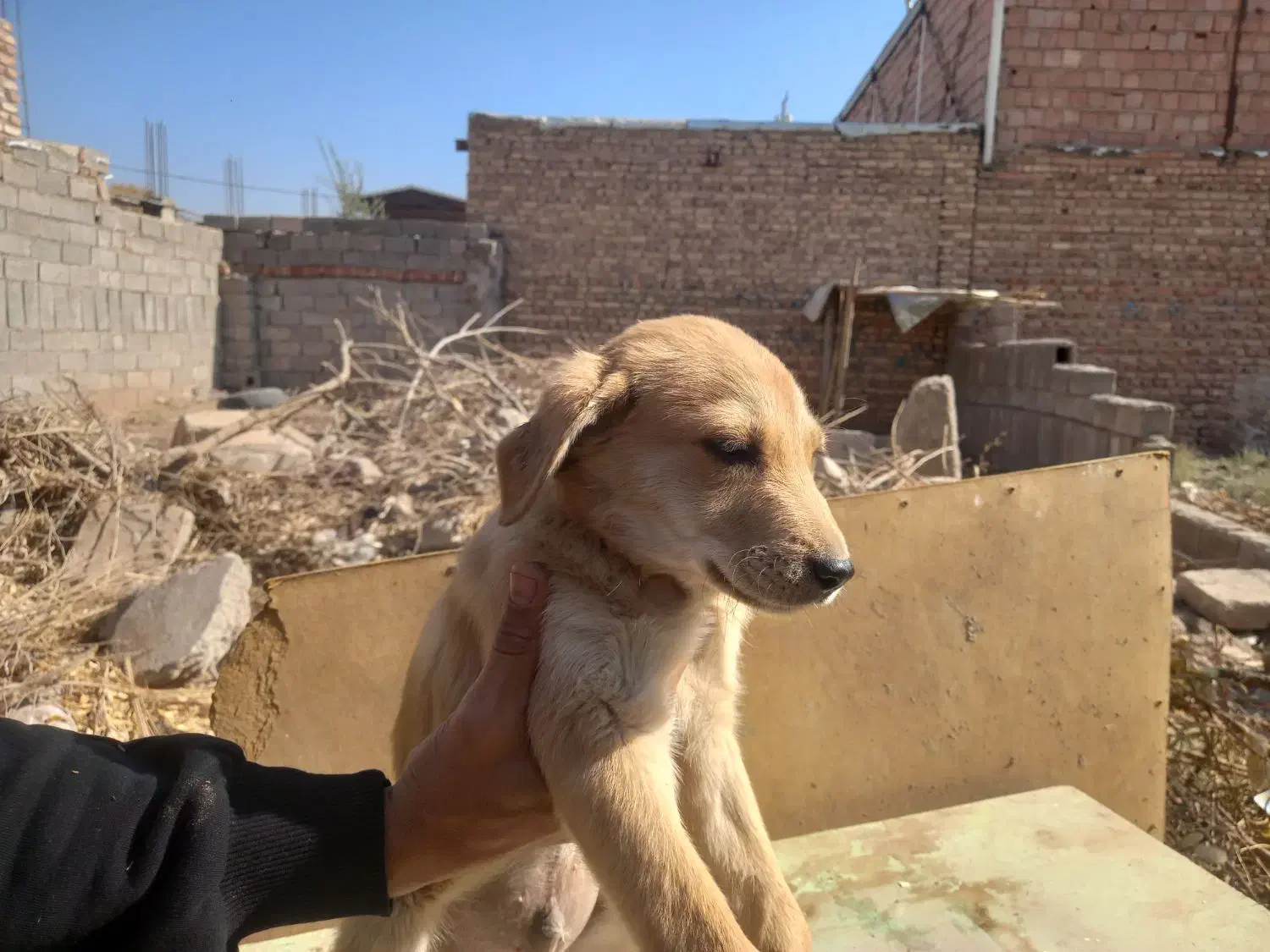 پنج عدد اشپیتز نر و ماده|سگ|کرمان, |دیوار