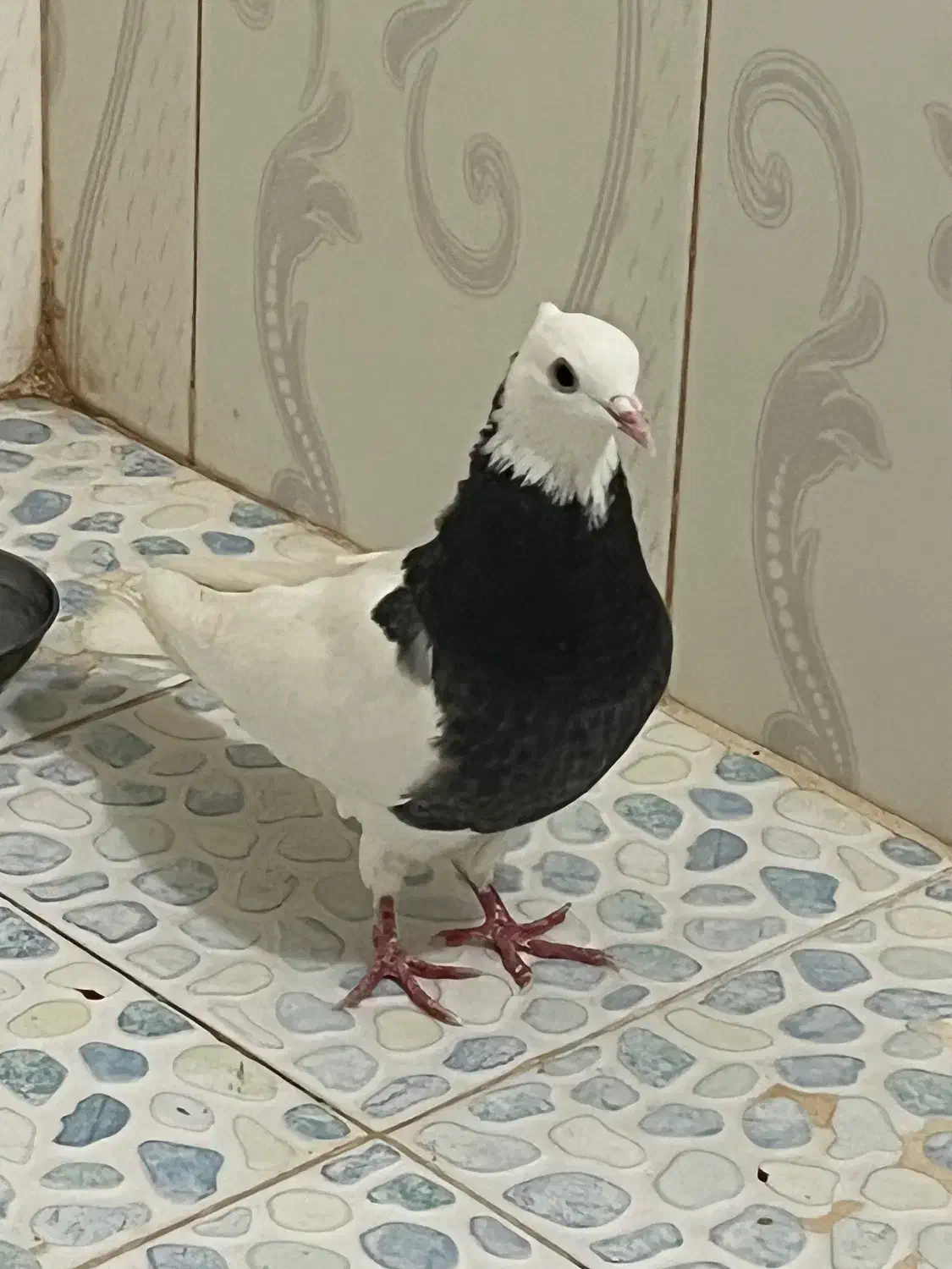 کبوتر طوقی|پرنده|تربت جام, کلالی|دیوار