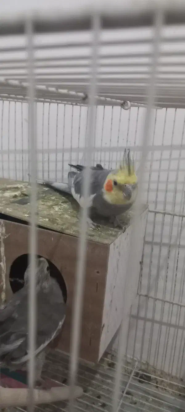 عروس هلندی|پرنده|گلبهار, شهر جدید گلبهار|دیوار