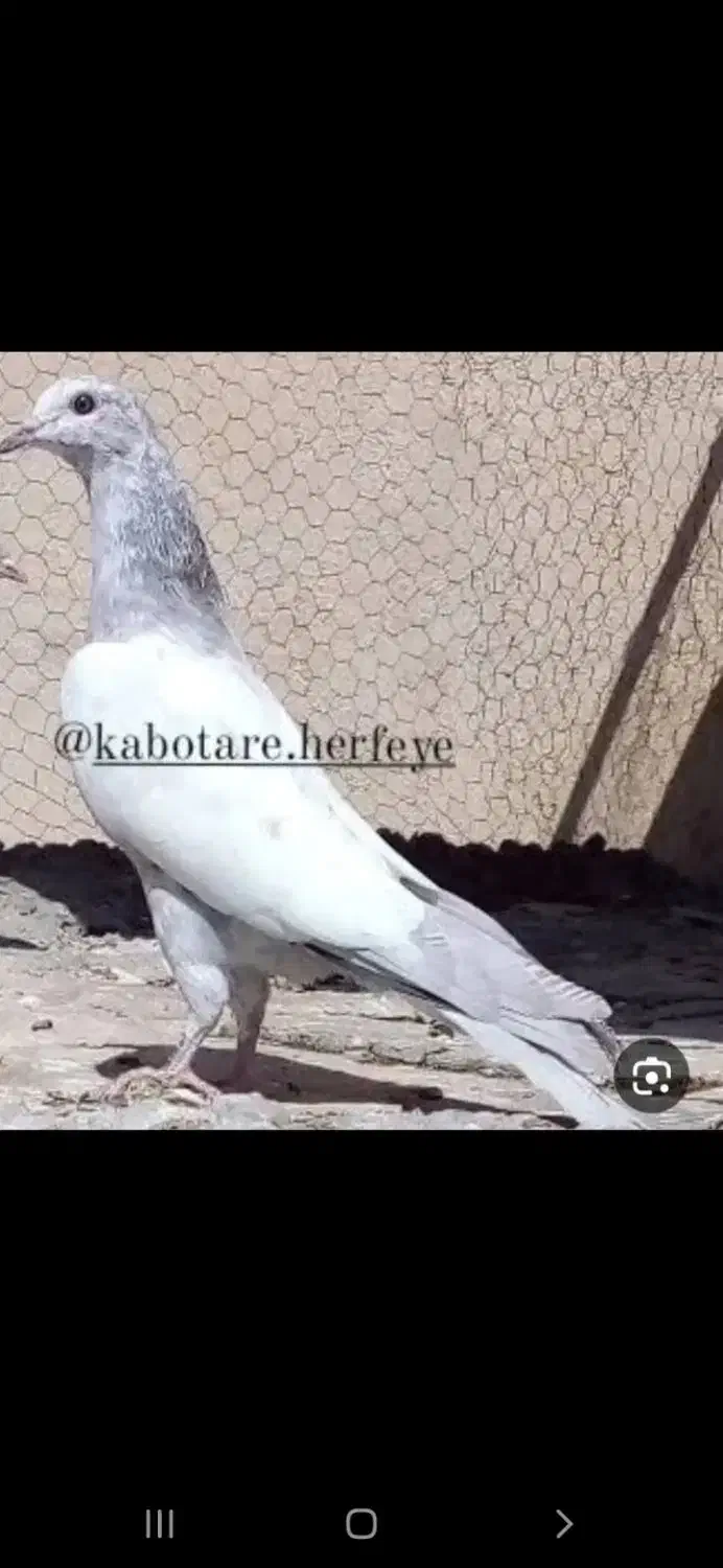 کبوتر|پرنده|اشتهارد, |دیوار