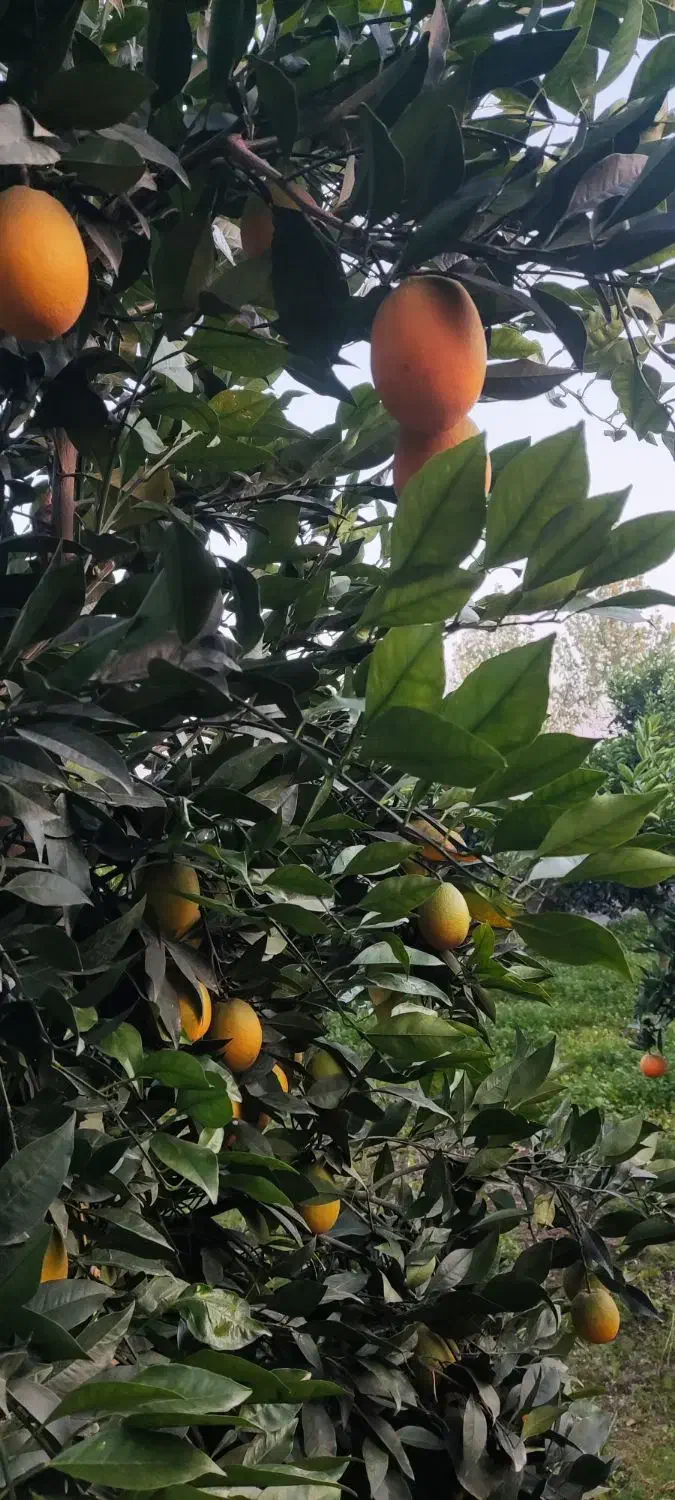 فروش پرتقال موزی|خوردنی و آشامیدنی|زرگرشهر, |دیوار