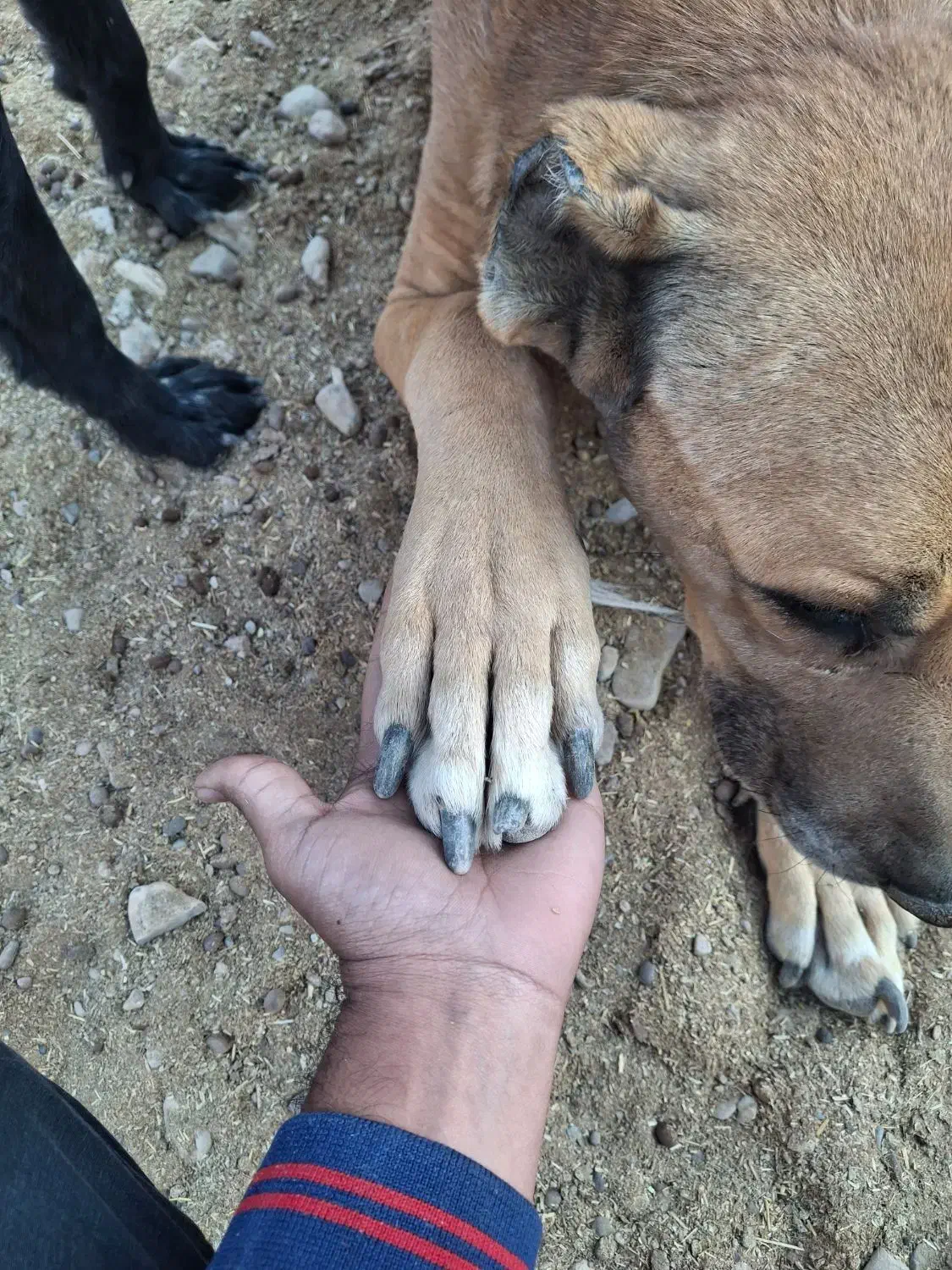 سگ نر سرابی درشت گله ای|سگ|برخوار, |دیوار