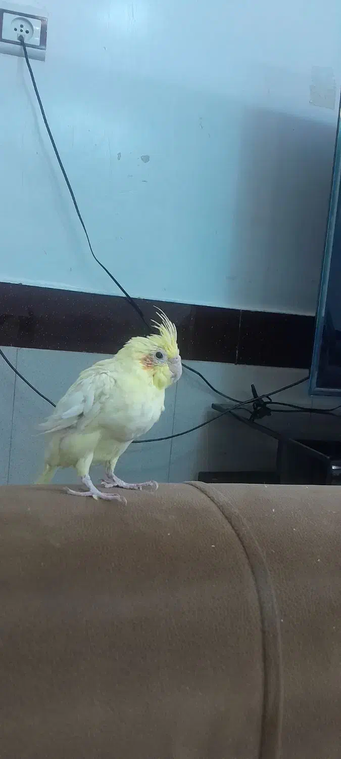 عروس هلندی بالغ|پرنده|بیرجند, |دیوار