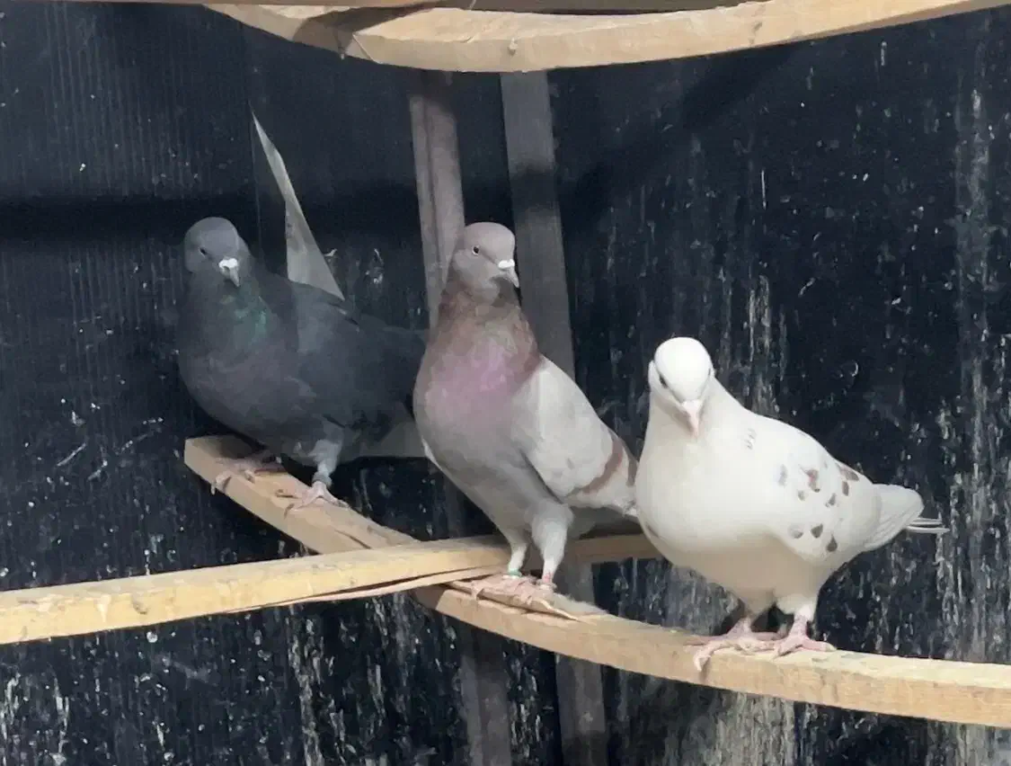 کفتر کبوتر|پرنده|تهران, حکیمیه|دیوار