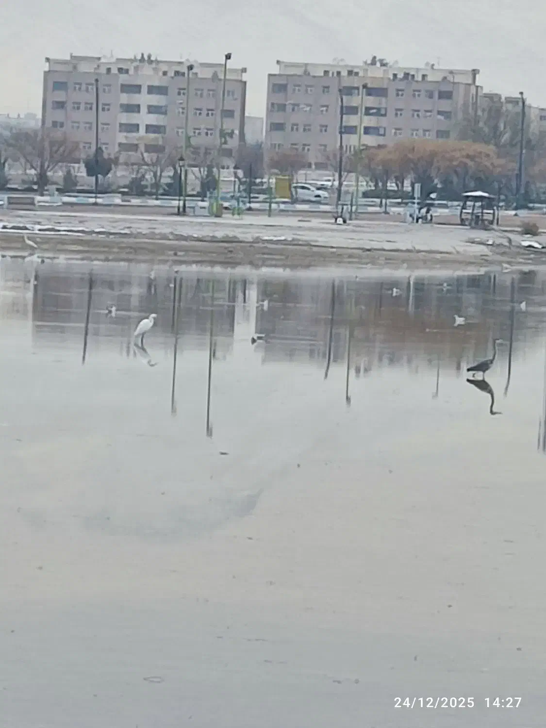 نظافت|خدمات نظافت|فولادشهر, C1|دیوار