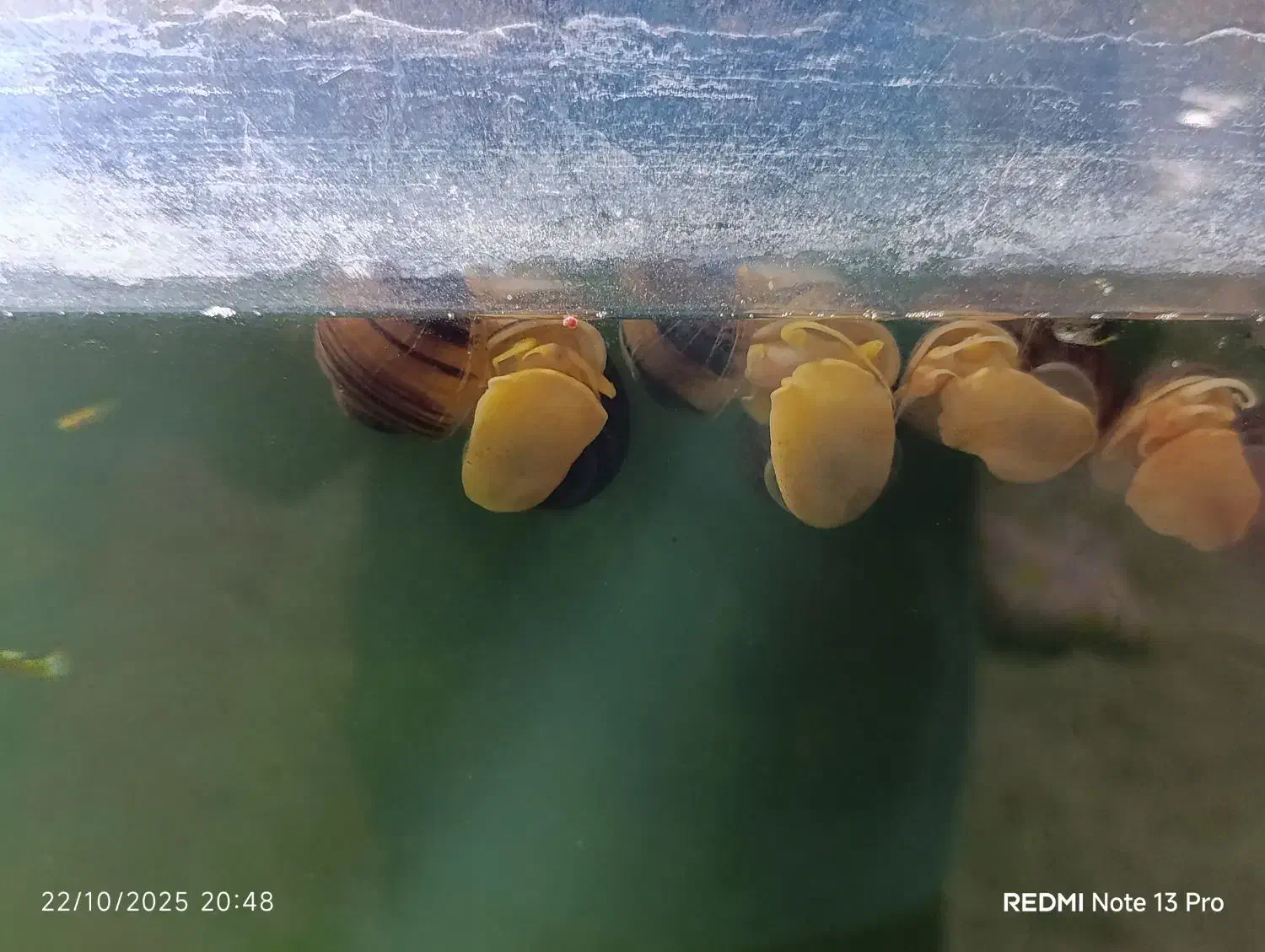 حلزون سیبی برای آب شیرین|ماهی|سرخنکلاته, |دیوار