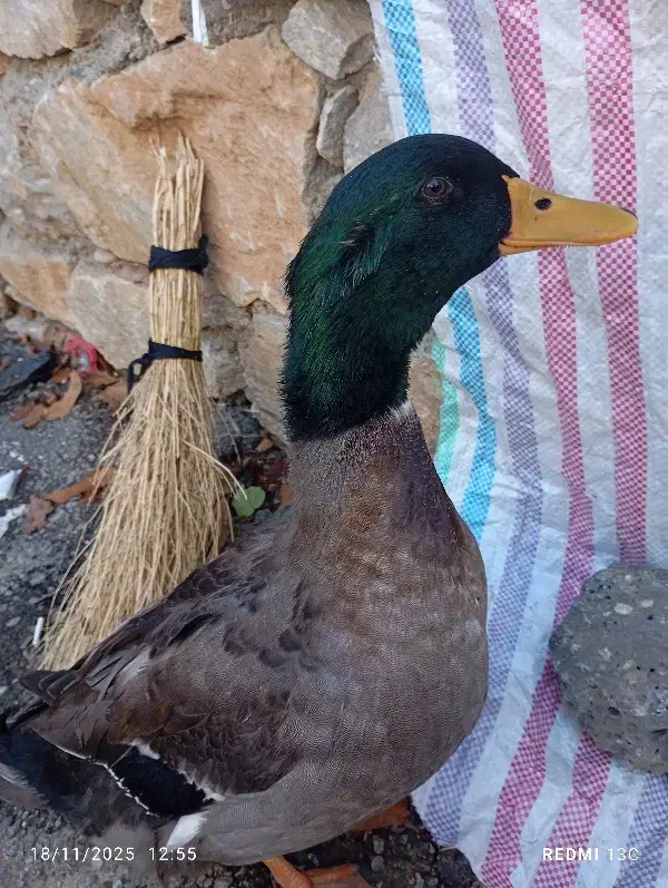 اردک اسرایلی بسیار زیبا|حیوانات مزرعه|سردشت, |دیوار