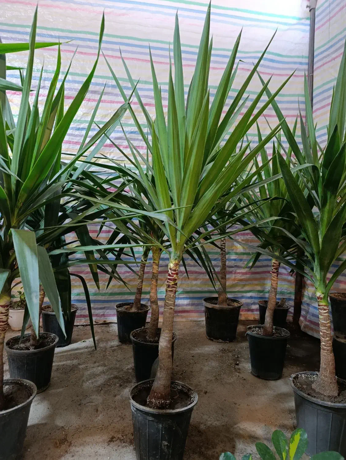 یوکا .شفلرا.خرفه ای.|گل و گیاه طبیعی|مشهد, کوی المهدی|دیوار