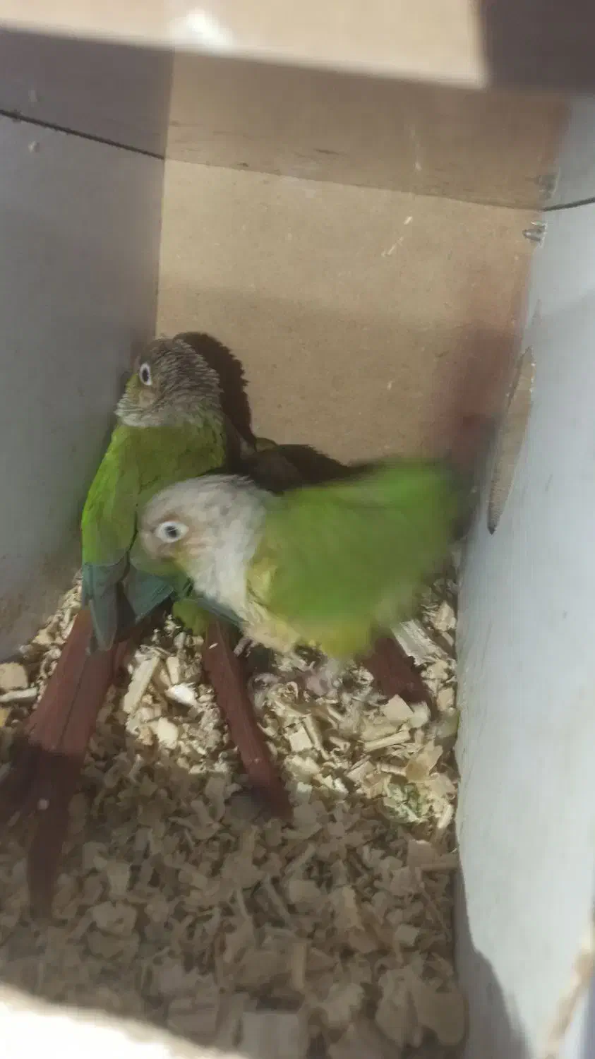 دو جفت گرینچیک مولد همراه با جوجه هاشون|پرنده|بوکان, |دیوار