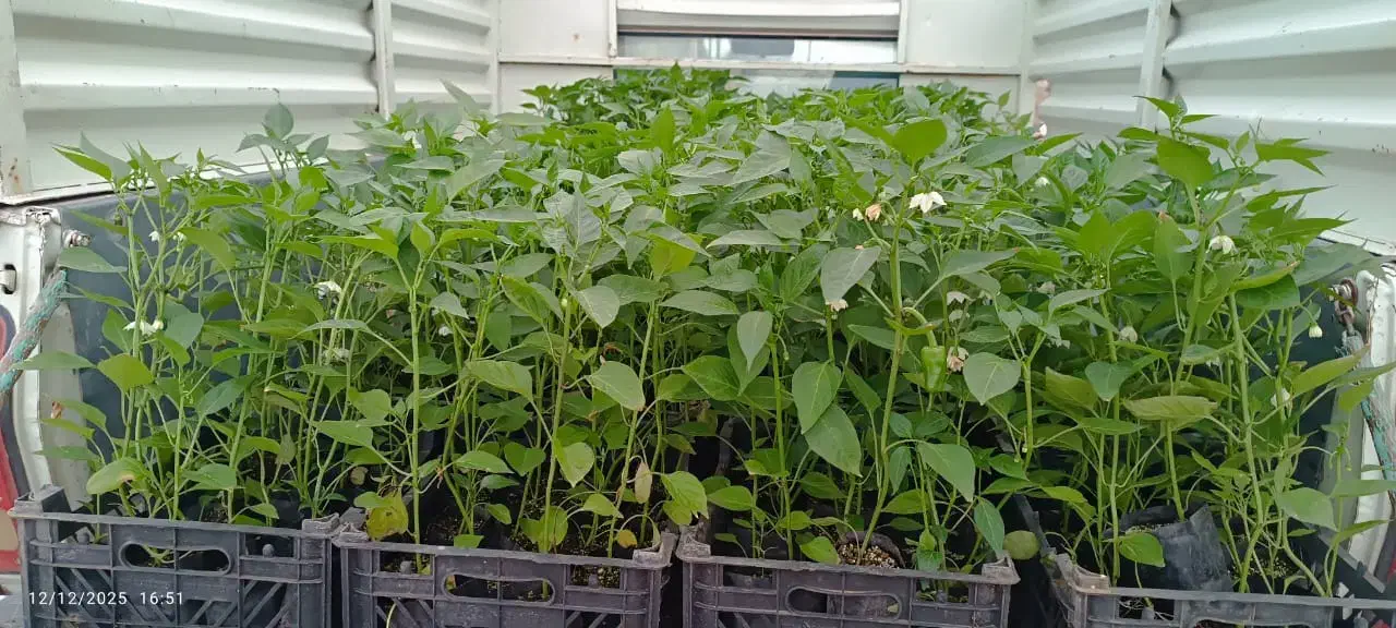 وا .م رسالت|حراج|کرمانشاه, |دیوار