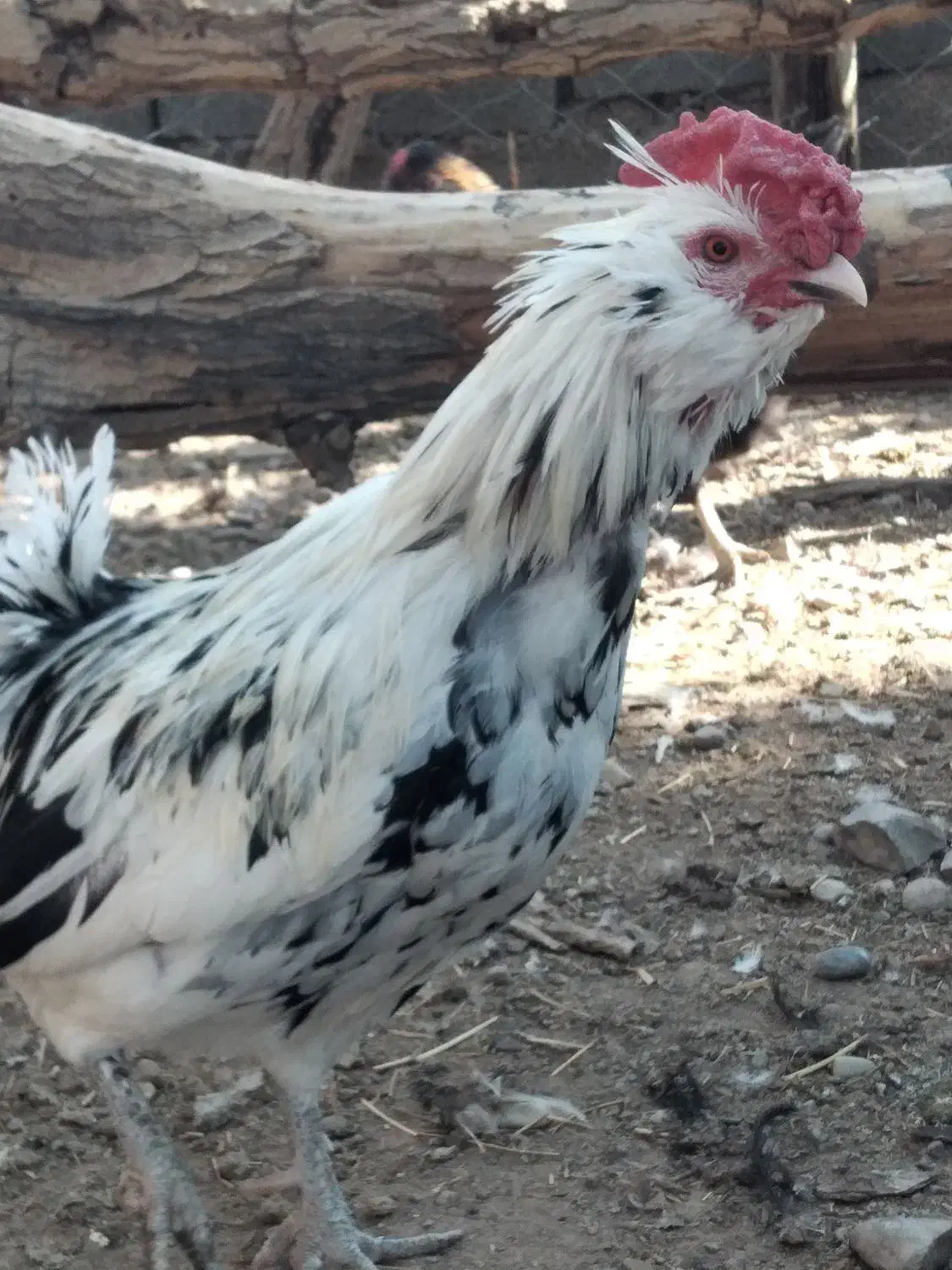 تخم مرغ نطفه دار|حیوانات مزرعه|پاکدشت, پارچین|دیوار