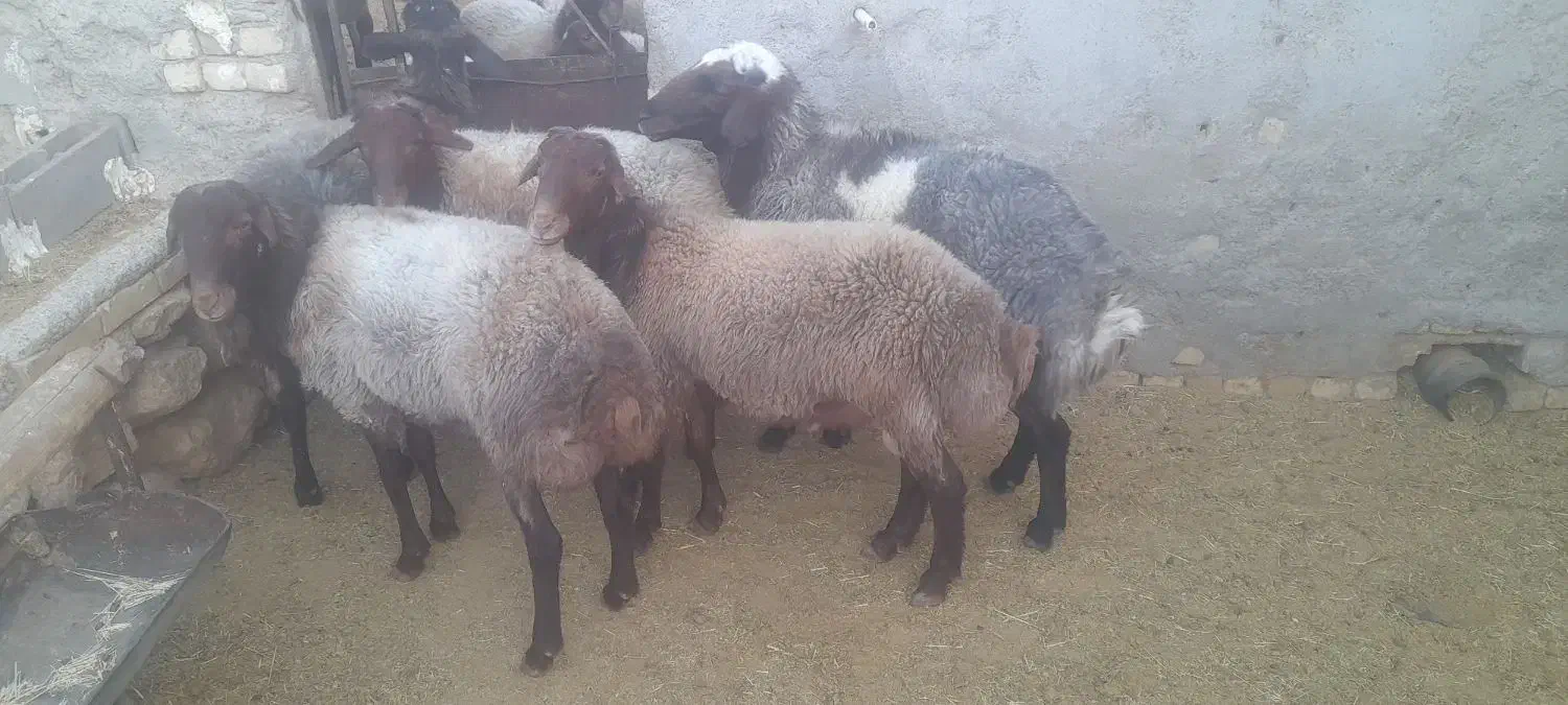 قوچوبره نر مهربان اصیل|حیوانات مزرعه|شیرین‌سو, |دیوار