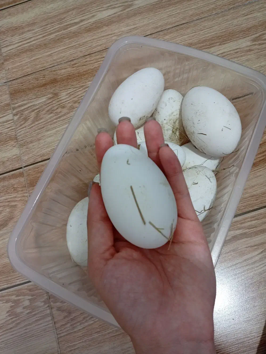 تخم قو غاز و آفریقای نطفه دار|حیوانات مزرعه|آستانه اشرفیه, |دیوار