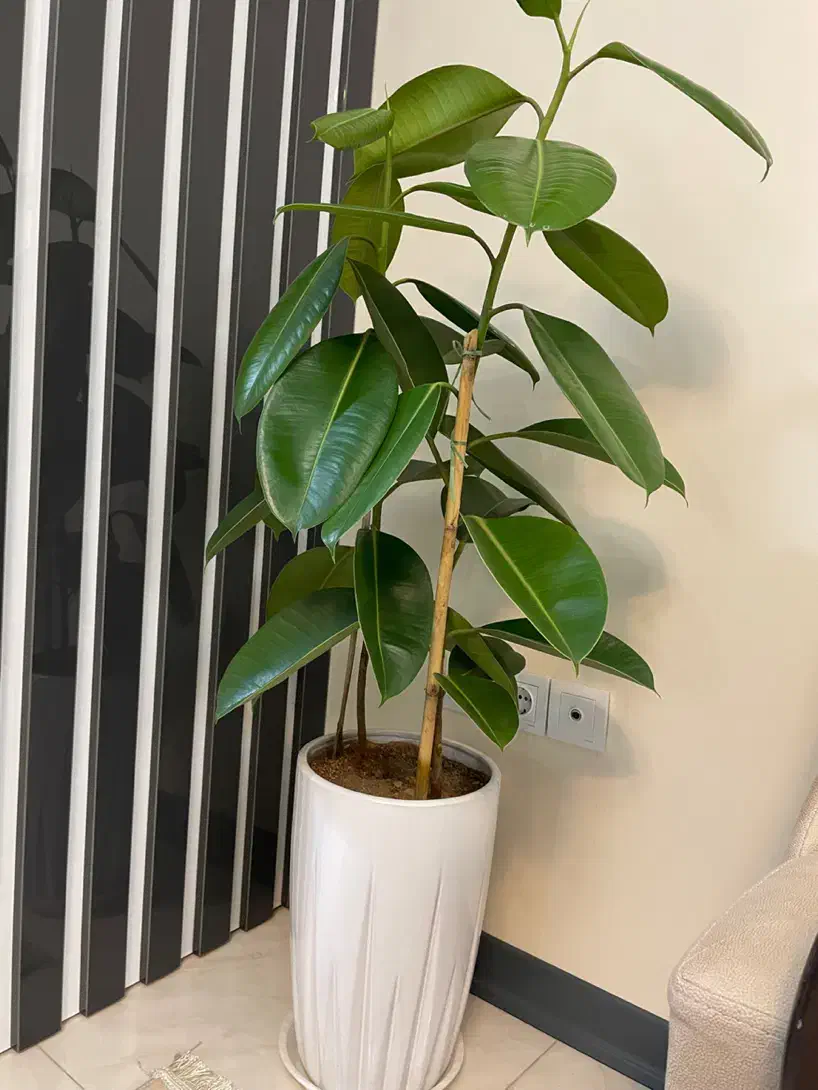 گل فیکوس|گل و گیاه طبیعی|تهران, خاوران|دیوار