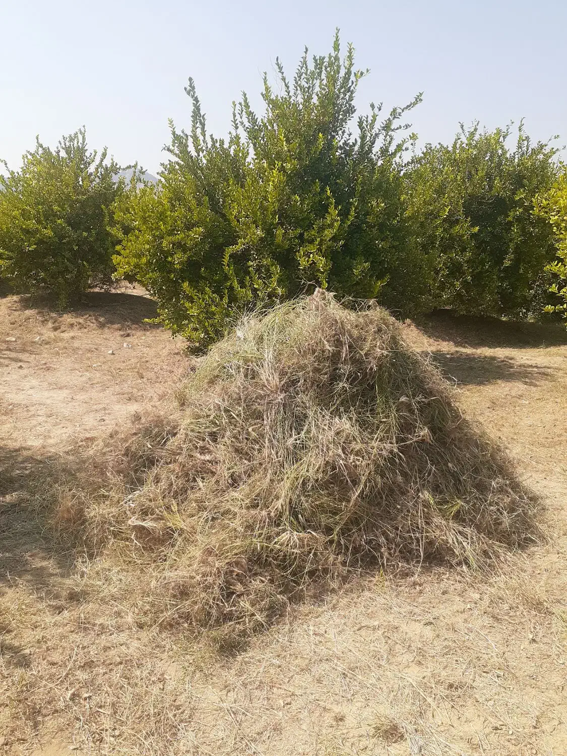 فروش علف باغ بصورت یکجا|عمدهفروشی|میناب, |دیوار